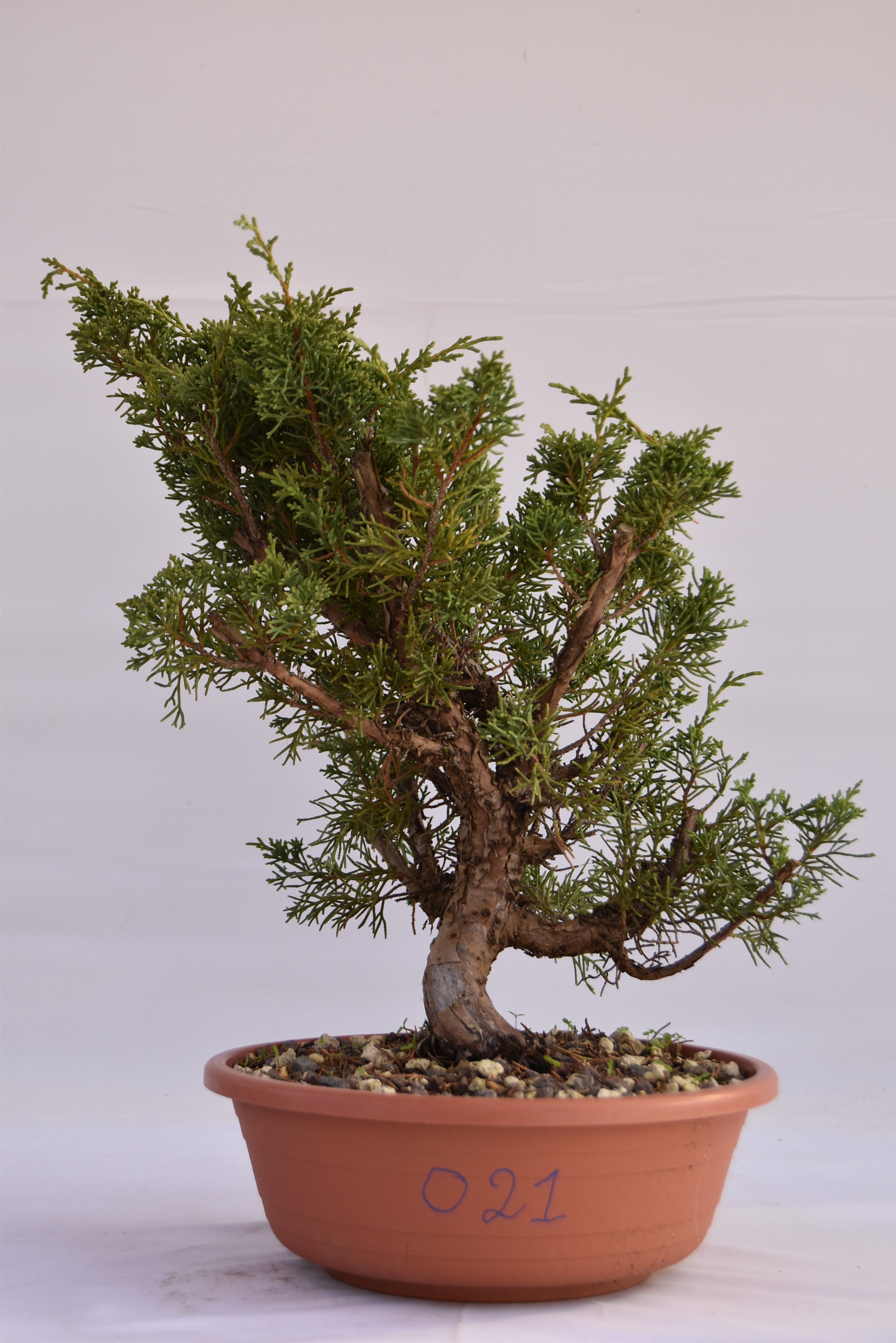 Ginepro Kishu Prebonsai 35 cm | La Gemma del Bonsai