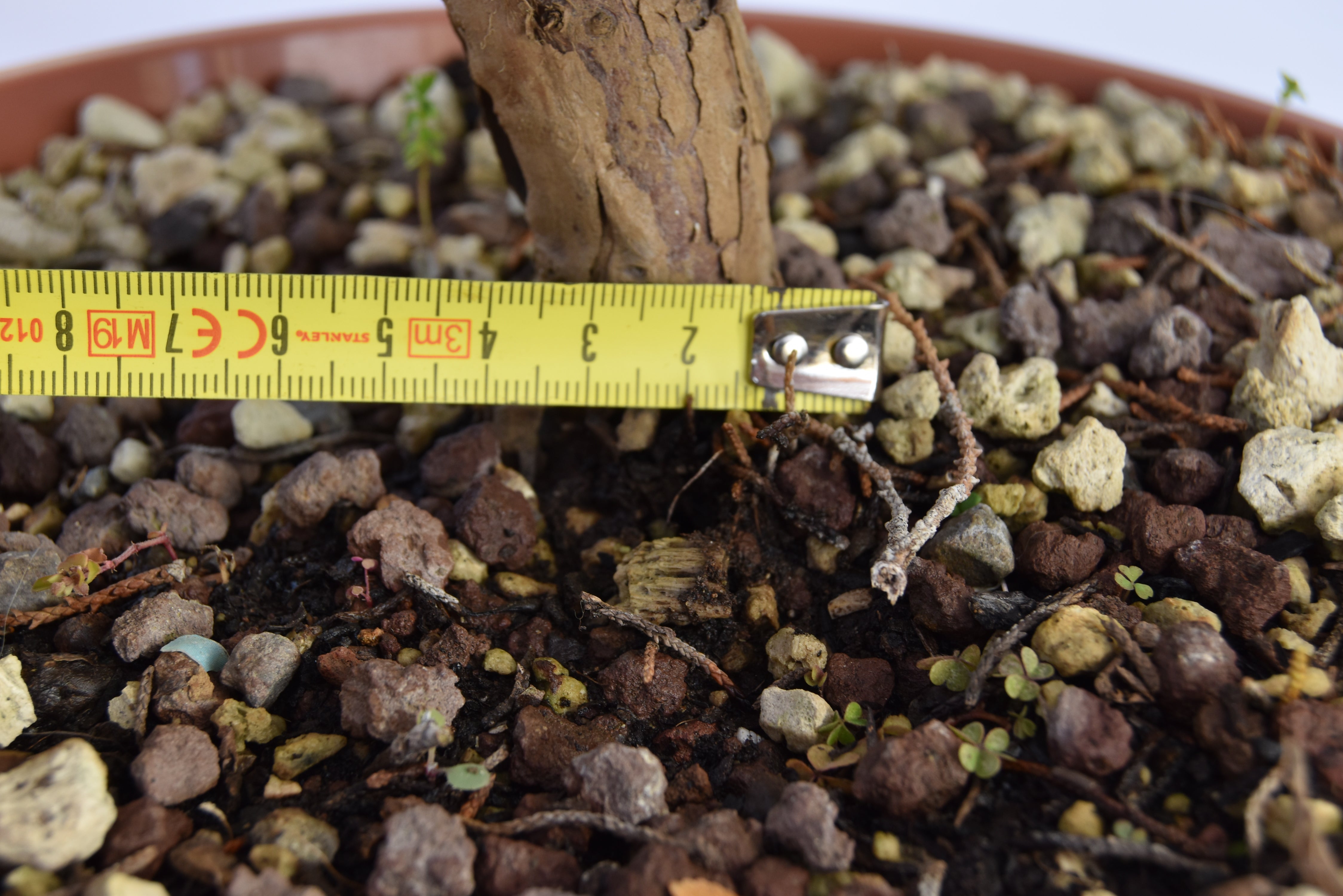 Ginepro Kishu Prebonsai 34 cm | La Gemma del Bonsai