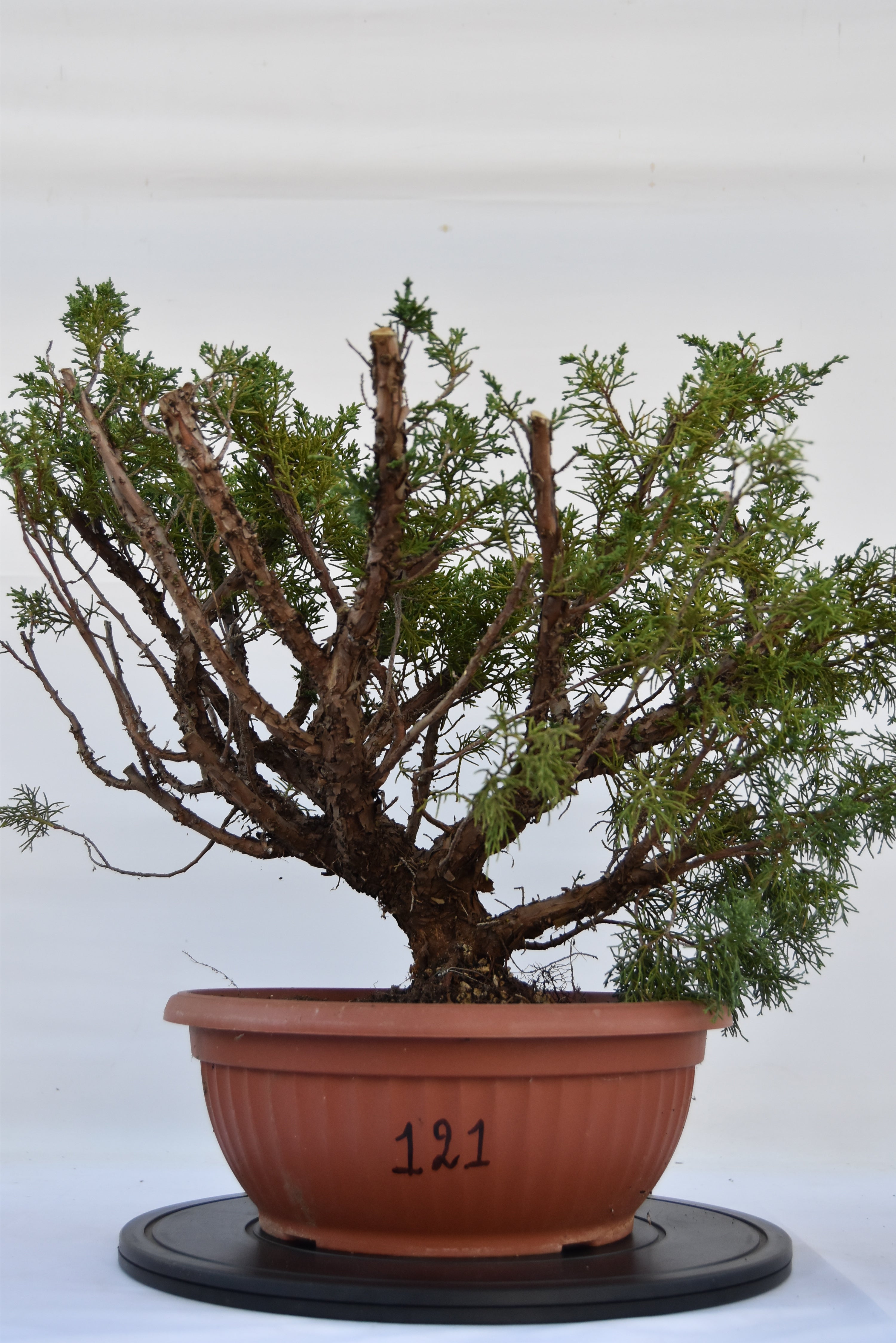 Ginepro Kishu 50 cm | La Gemma del Bonsai