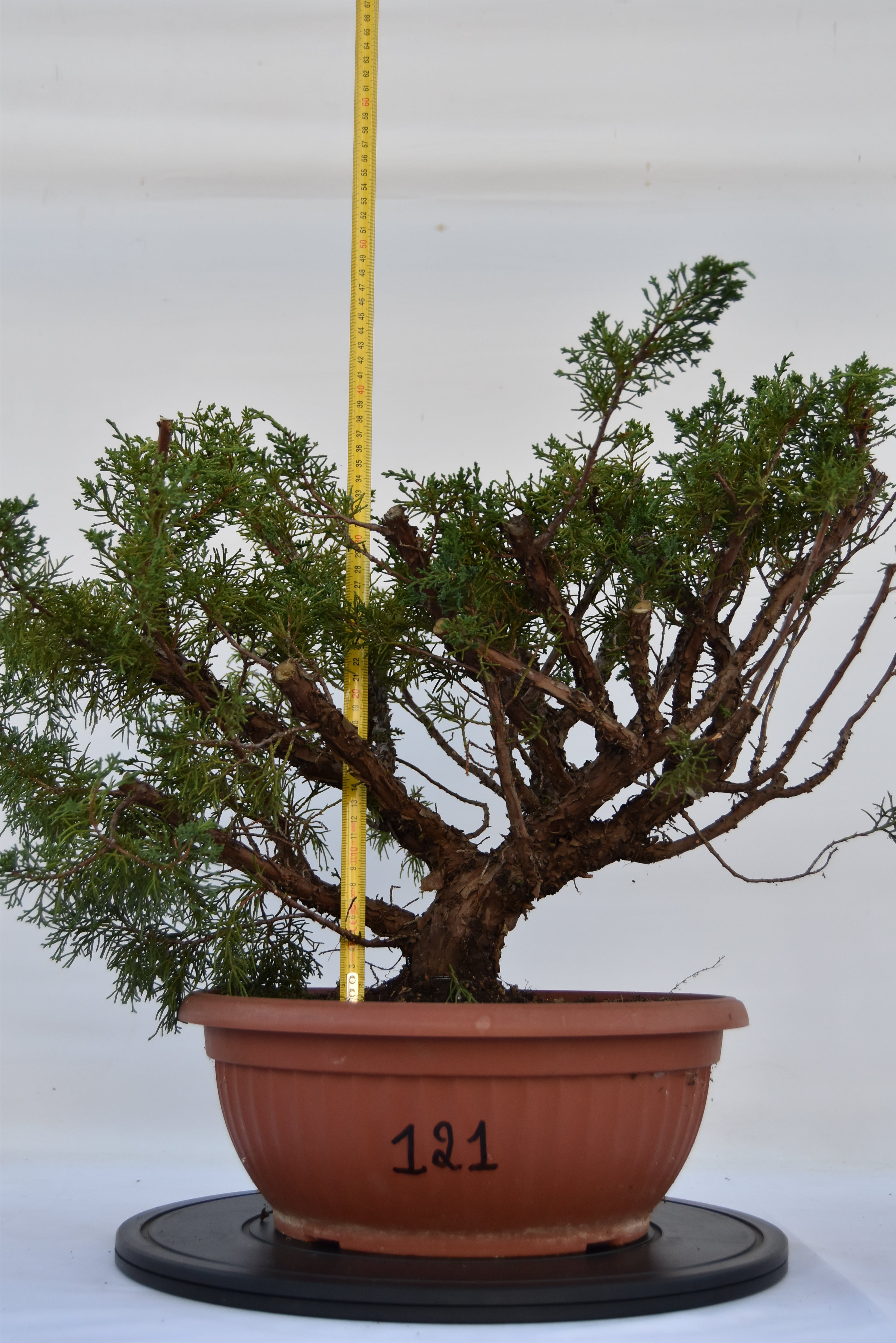 Ginepro Kishu 50 cm | La Gemma del Bonsai