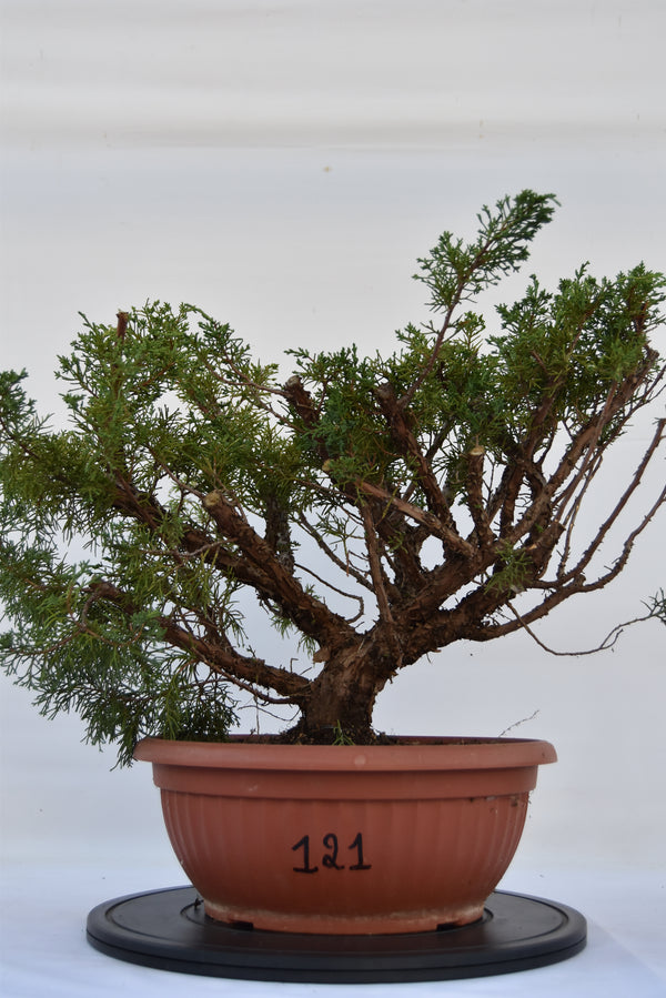 Ginepro Kishu 50 cm | La Gemma del Bonsai