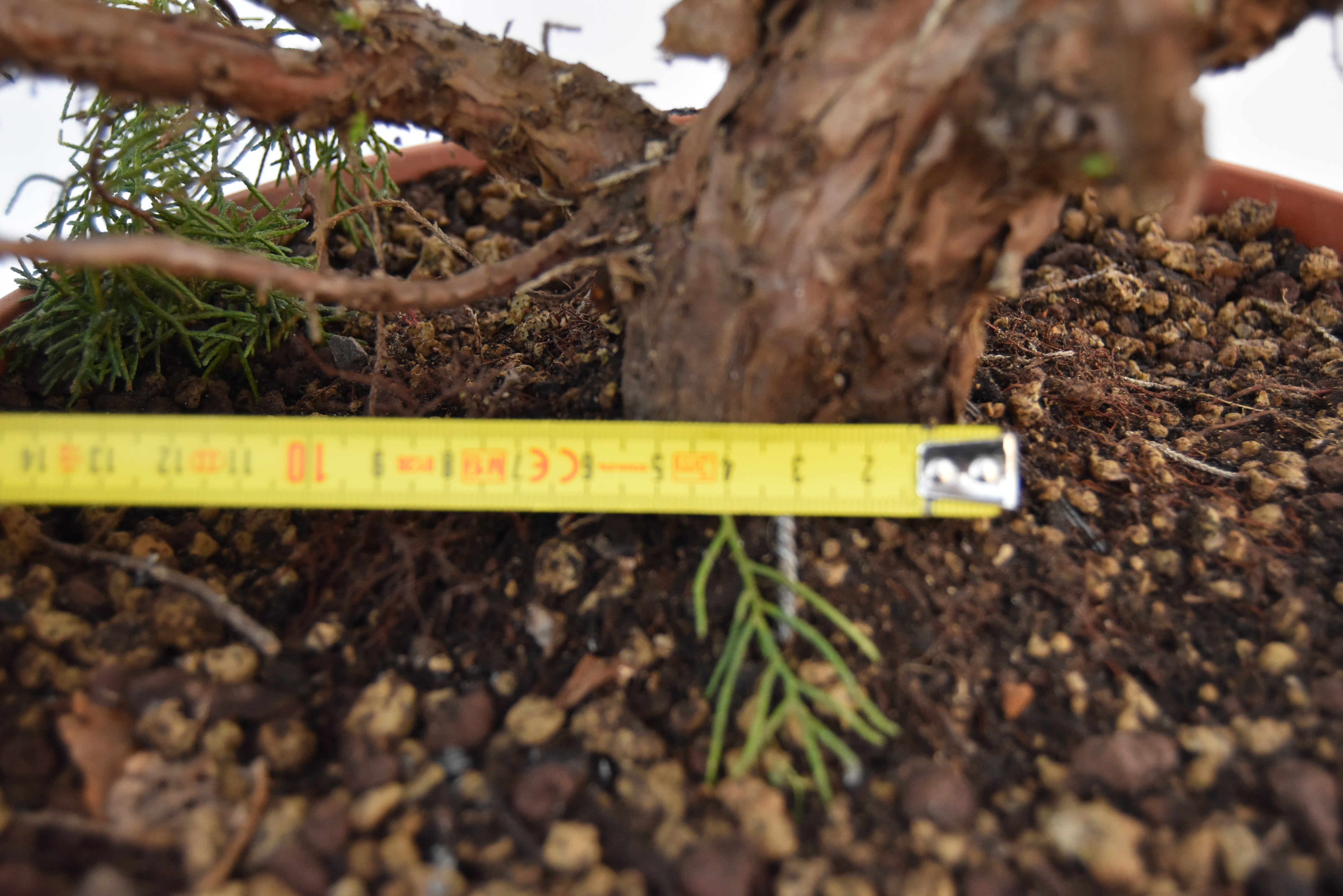 Ginepro Kishu 50 cm | La Gemma del Bonsai