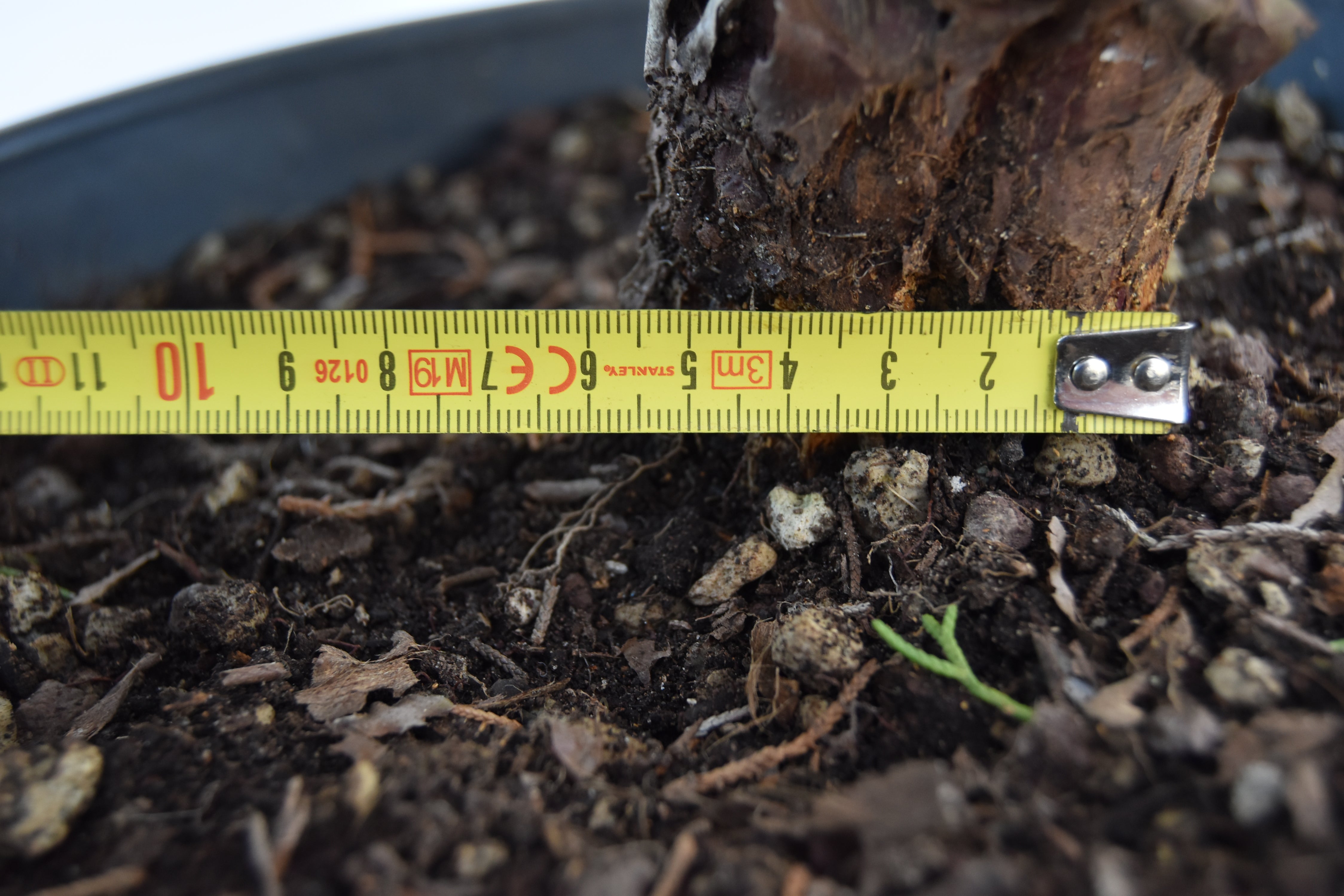 Ginepro Kishu 47 cm | La Gemma del Bonsai