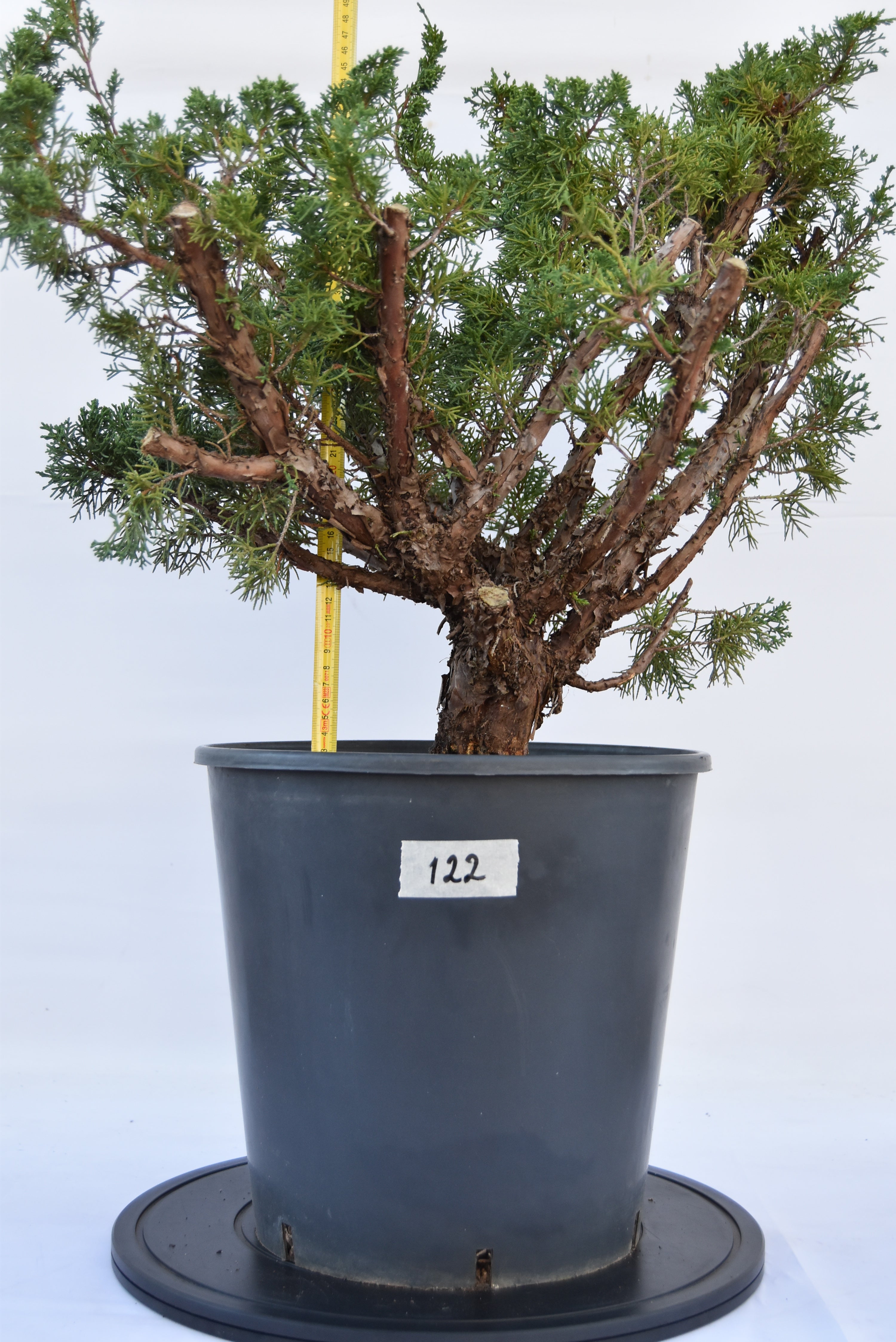 Ginepro Kishu 47 cm | La Gemma del Bonsai