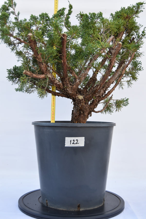 Ginepro Kishu 47 cm | La Gemma del Bonsai