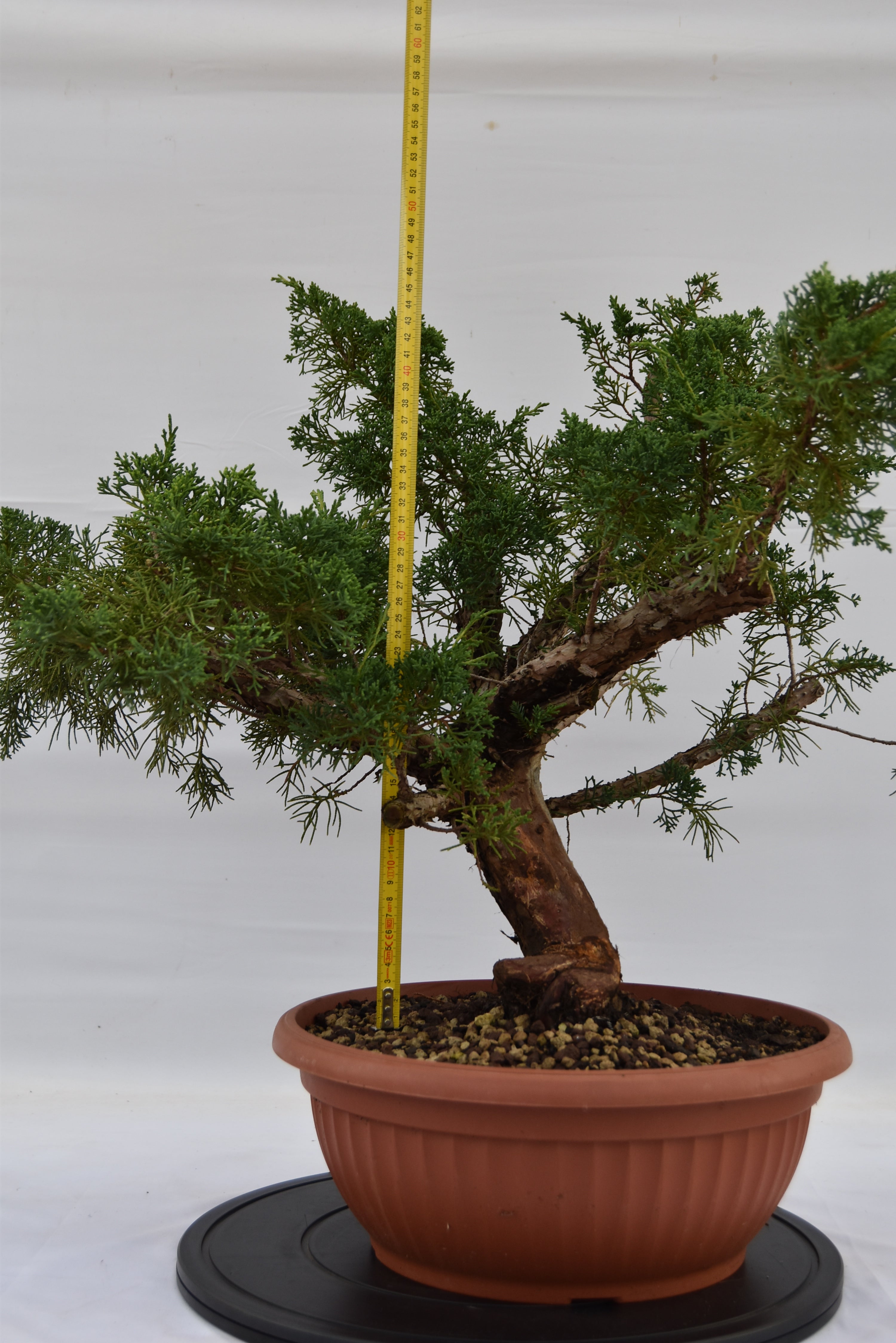 Ginepro Kishu 46 cm | La Gemma del Bonsai