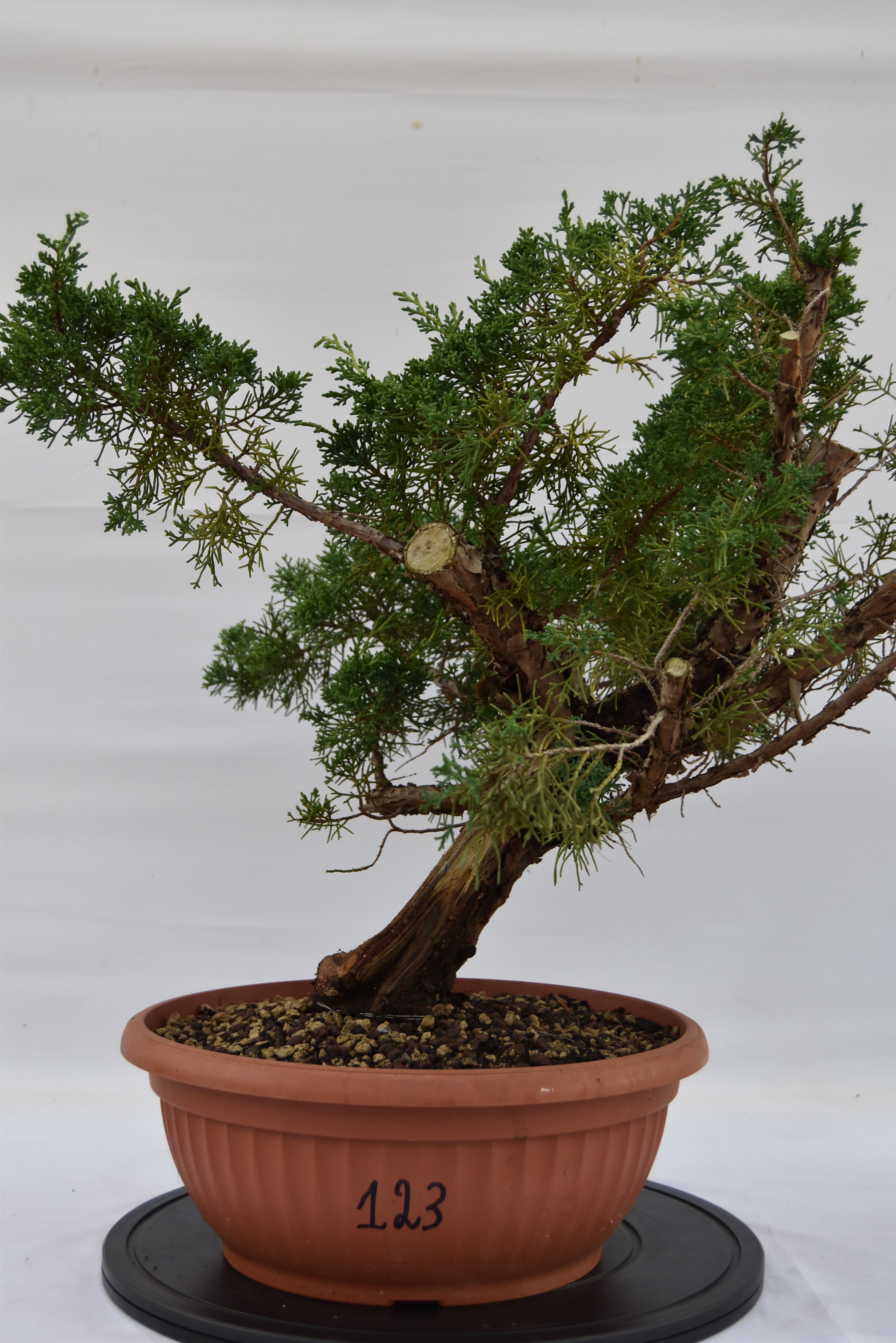 Ginepro Kishu 46 cm | La Gemma del Bonsai