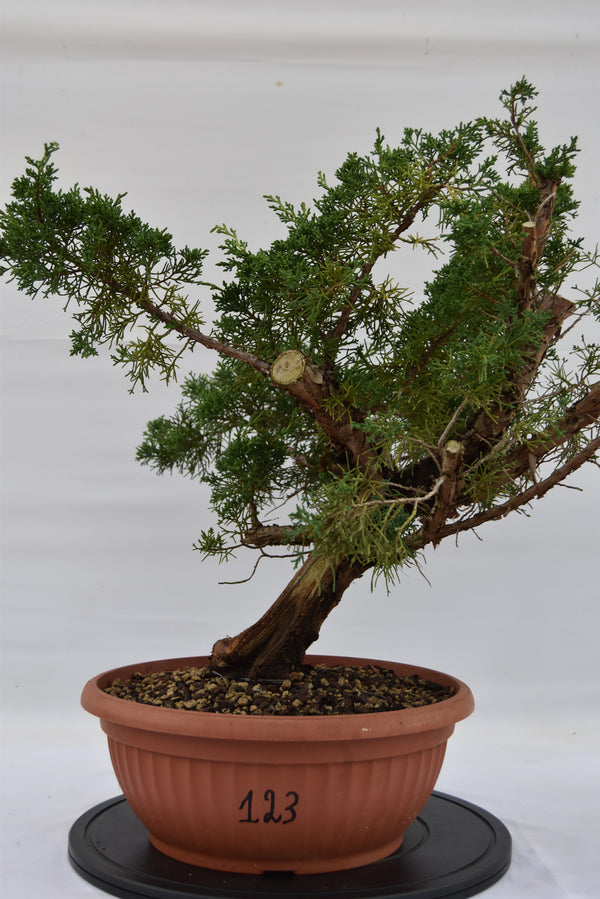 Ginepro Kishu 46 cm | La Gemma del Bonsai