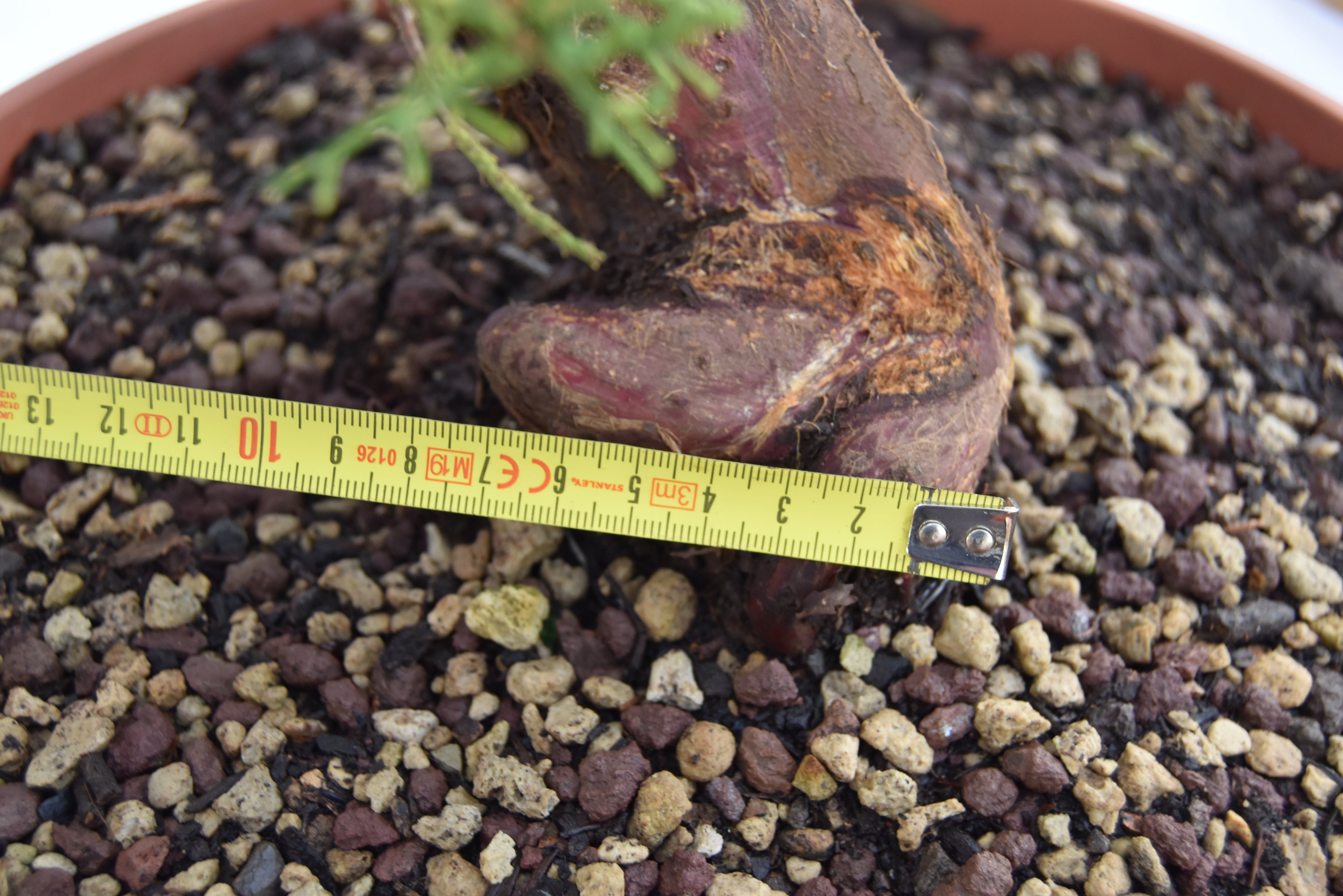 Ginepro Kishu 46 cm | La Gemma del Bonsai