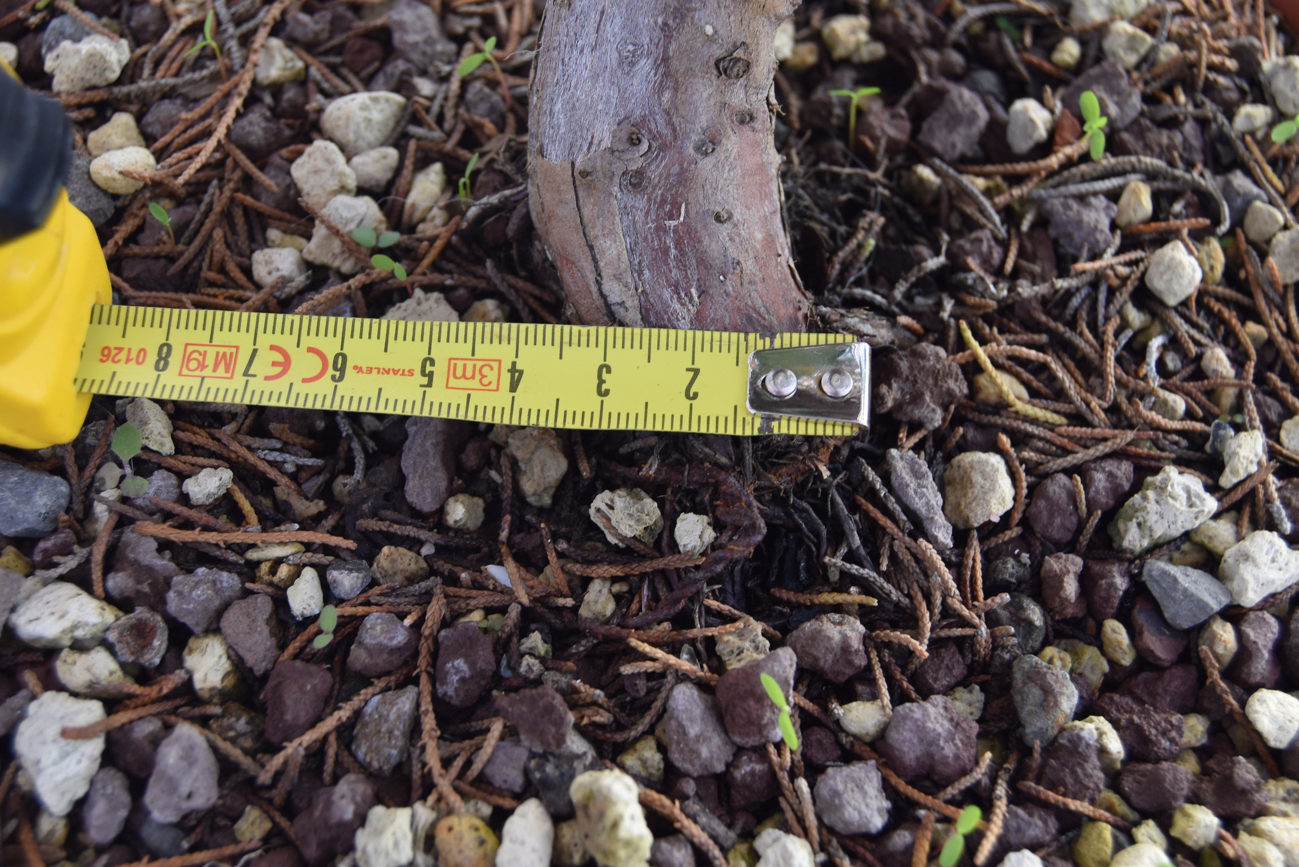 Ginepro Kishu Prebonsai 35 cm | La Gemma del Bonsai