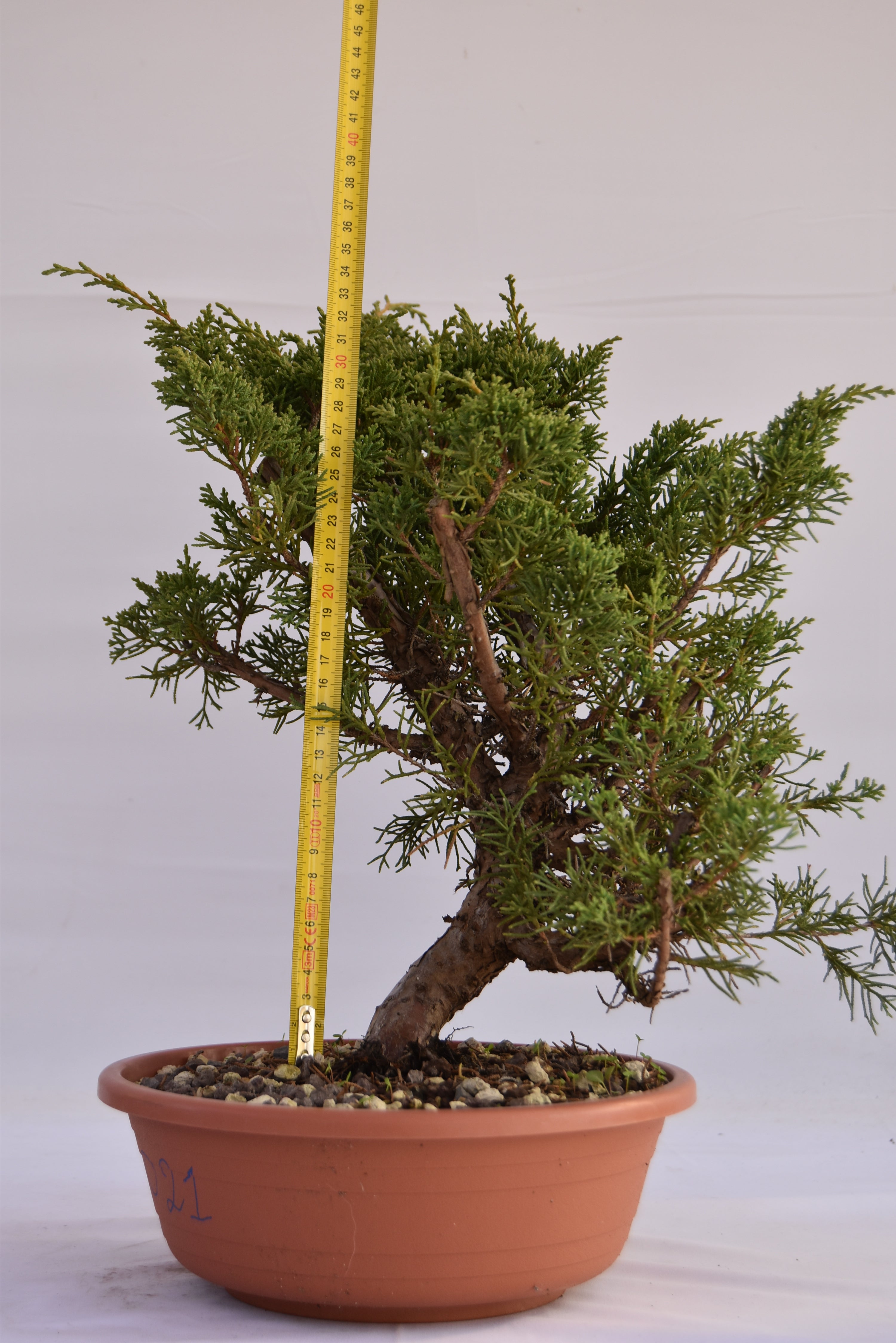 Ginepro Kishu Prebonsai 35 cm | La Gemma del Bonsai