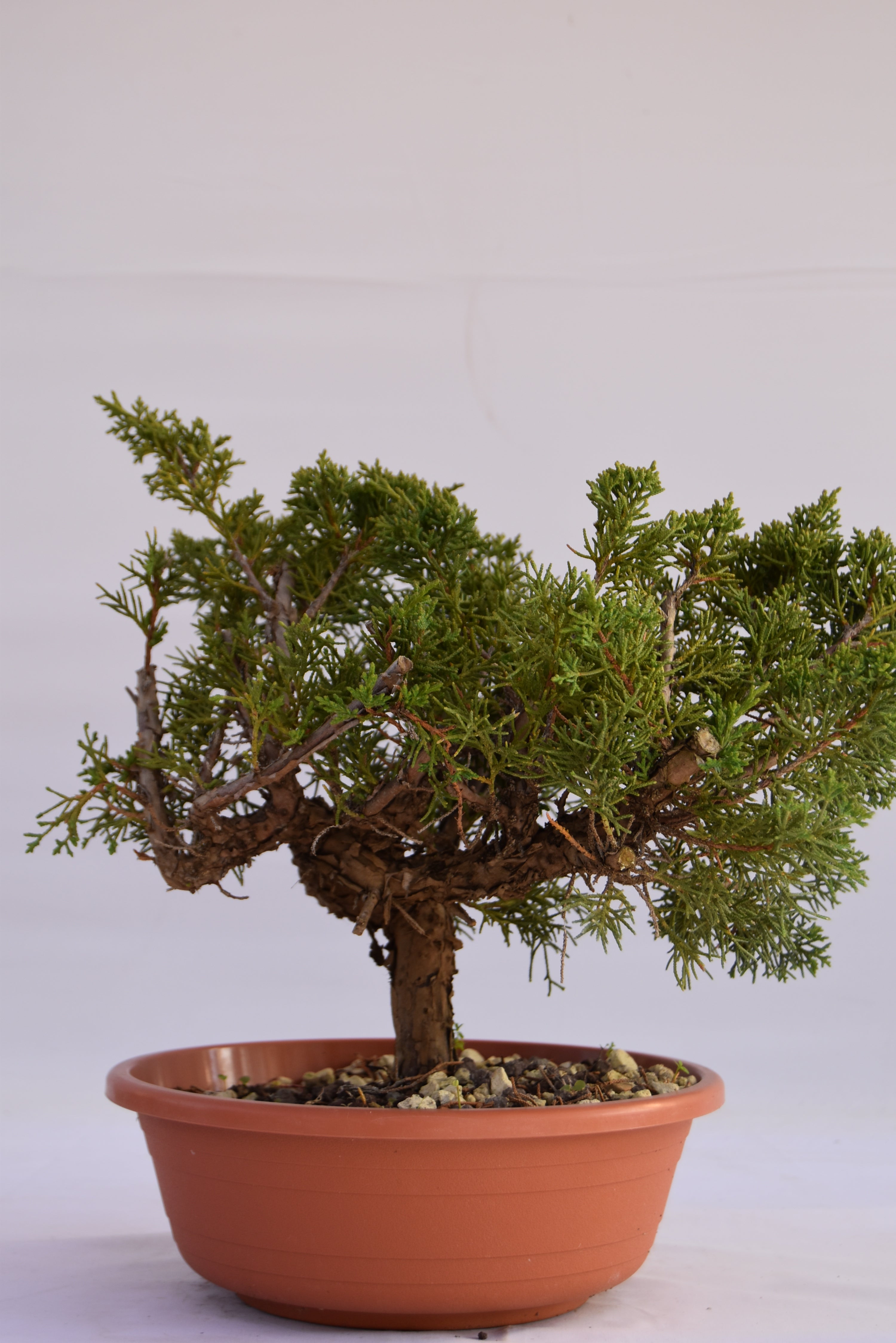 Ginepro Kishu Prebonsai 34 cm | La Gemma del Bonsai