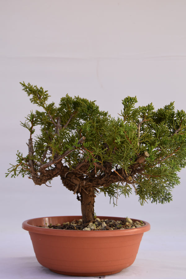 Ginepro Kishu Prebonsai 34 cm | La Gemma del Bonsai