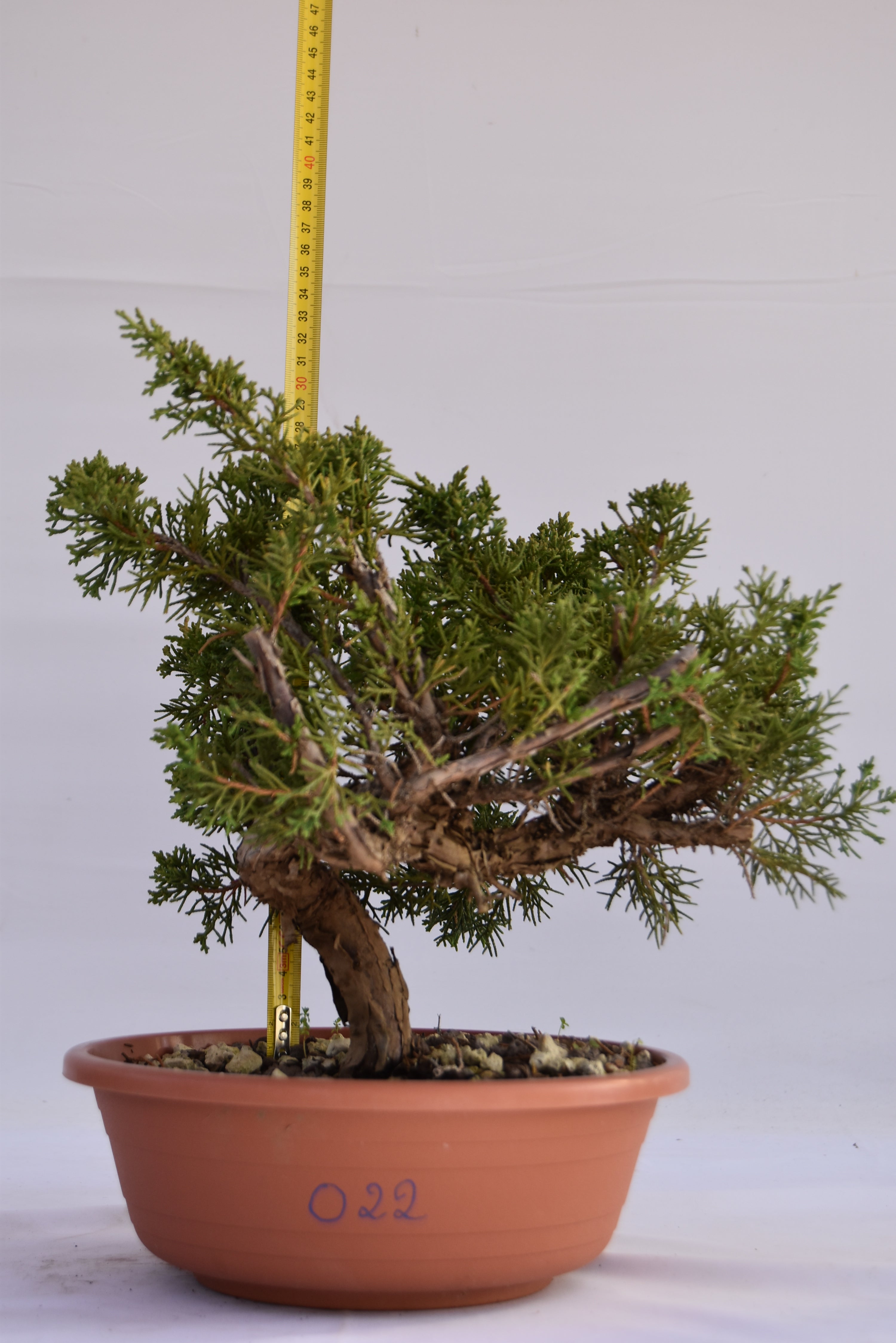 Ginepro Kishu Prebonsai 34 cm | La Gemma del Bonsai