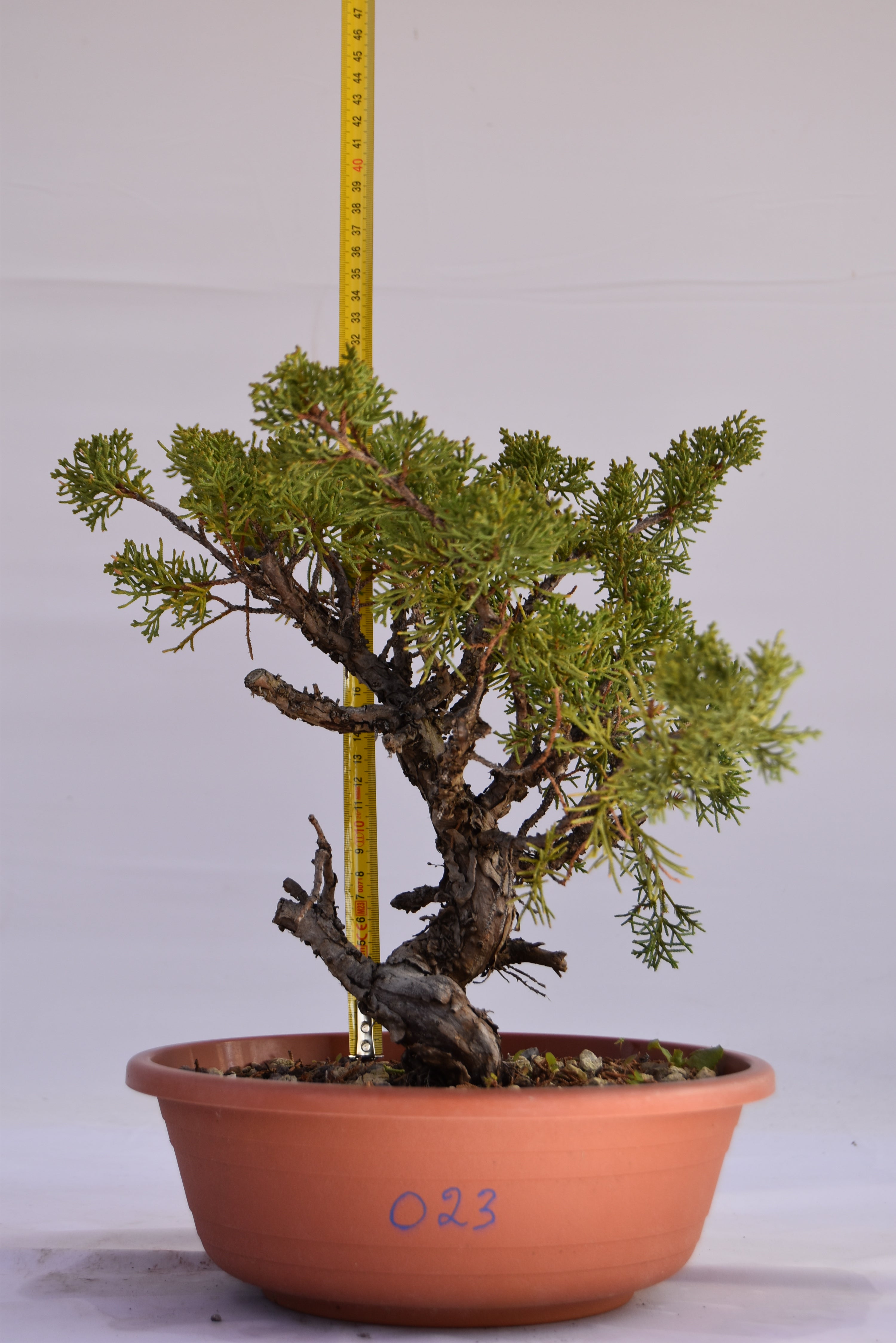 Ginepro Kishu Prebonsai 32 cm | Le Gemma del Bonsai