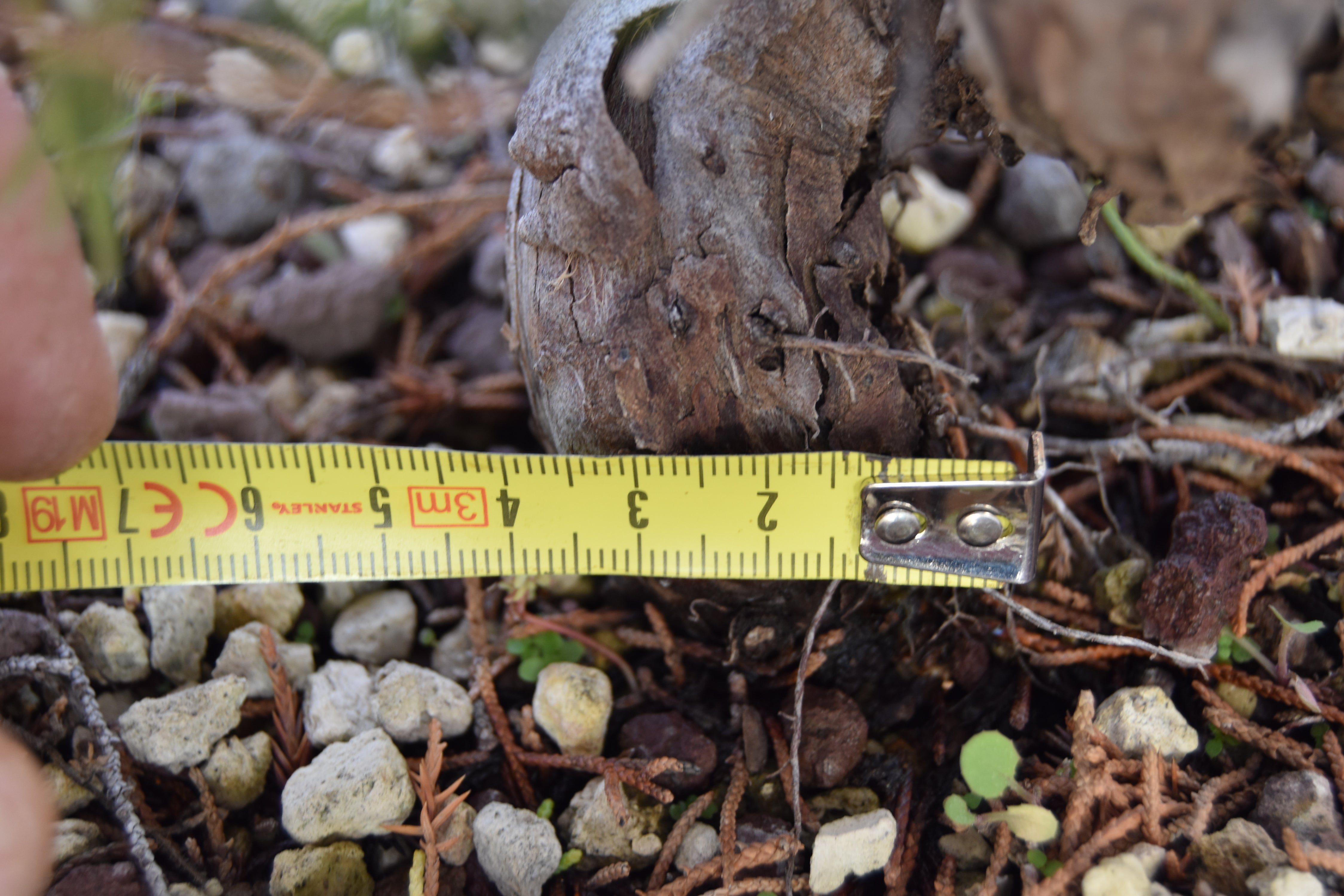 Ginepro Kishu Prebonsai 32 cm | Le Gemma del Bonsai