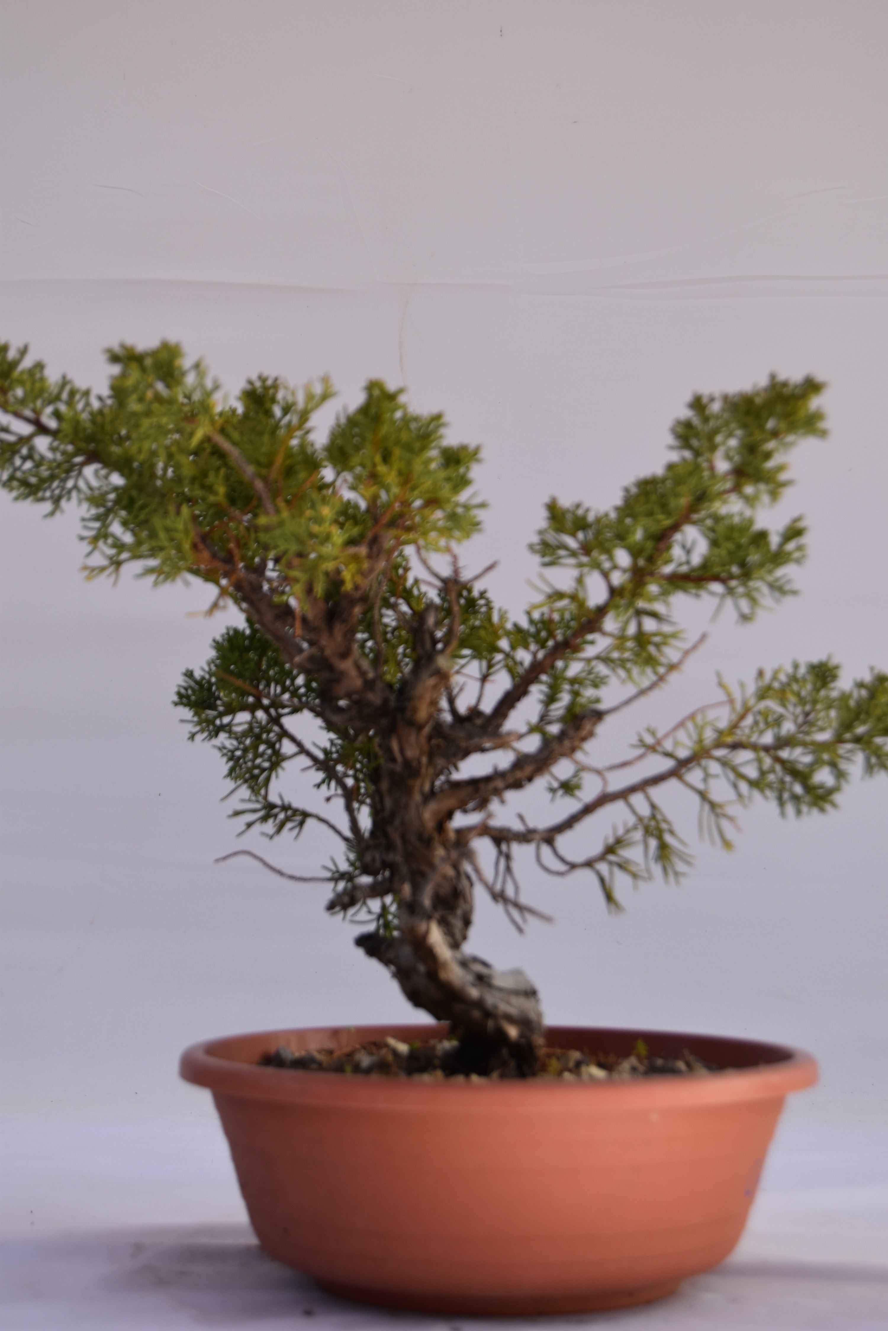 Ginepro Kishu Prebonsai 32 cm | Le Gemma del Bonsai