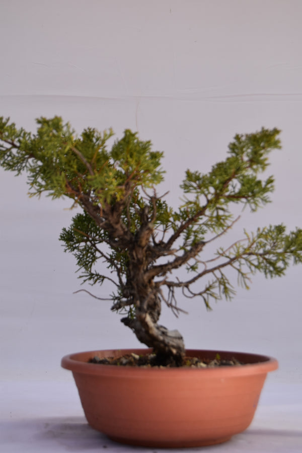 Ginepro Kishu Prebonsai 32 cm | Le Gemma del Bonsai