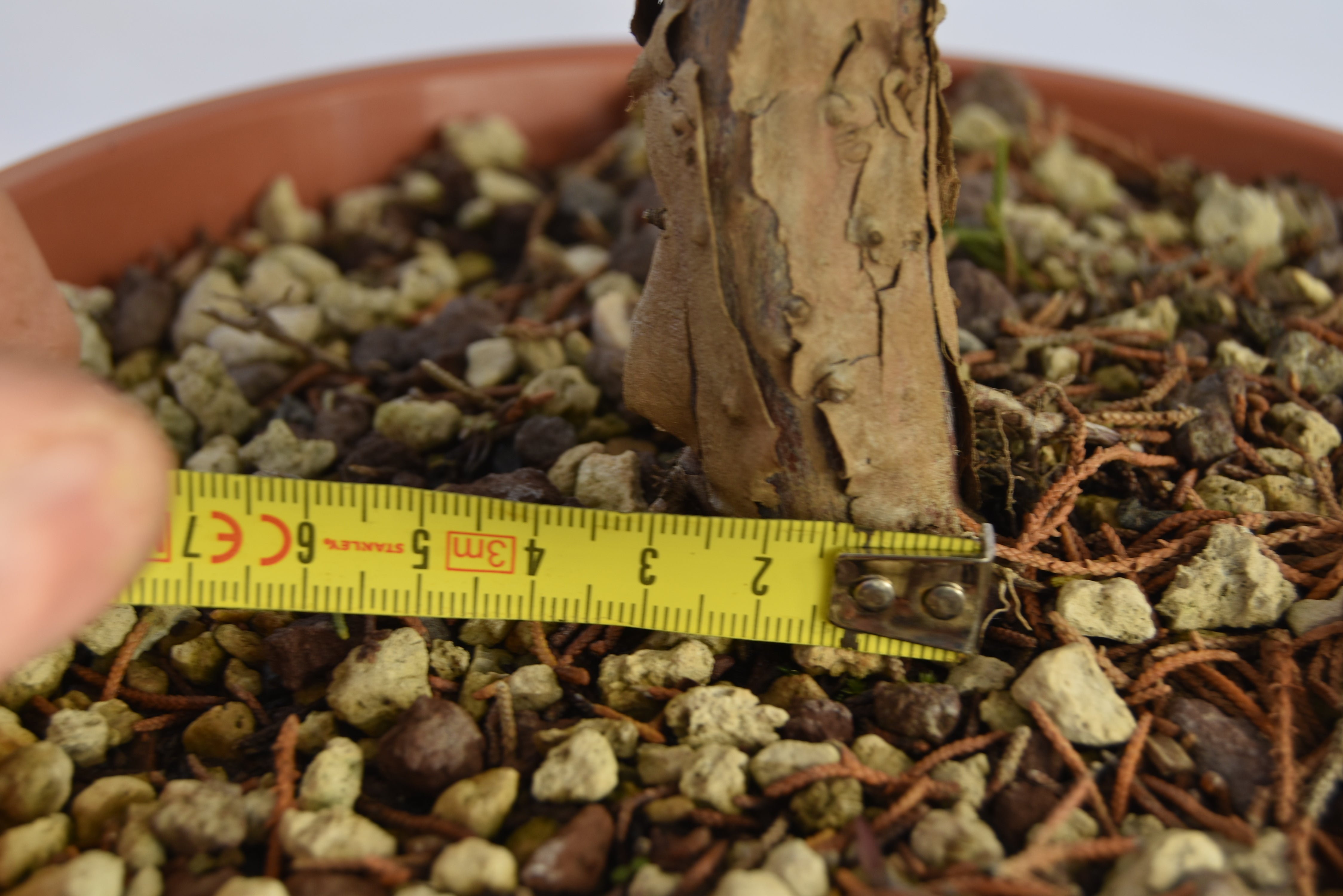 Ginepro kishu Prebonsai 35 cm | La Gemma del Bonsai