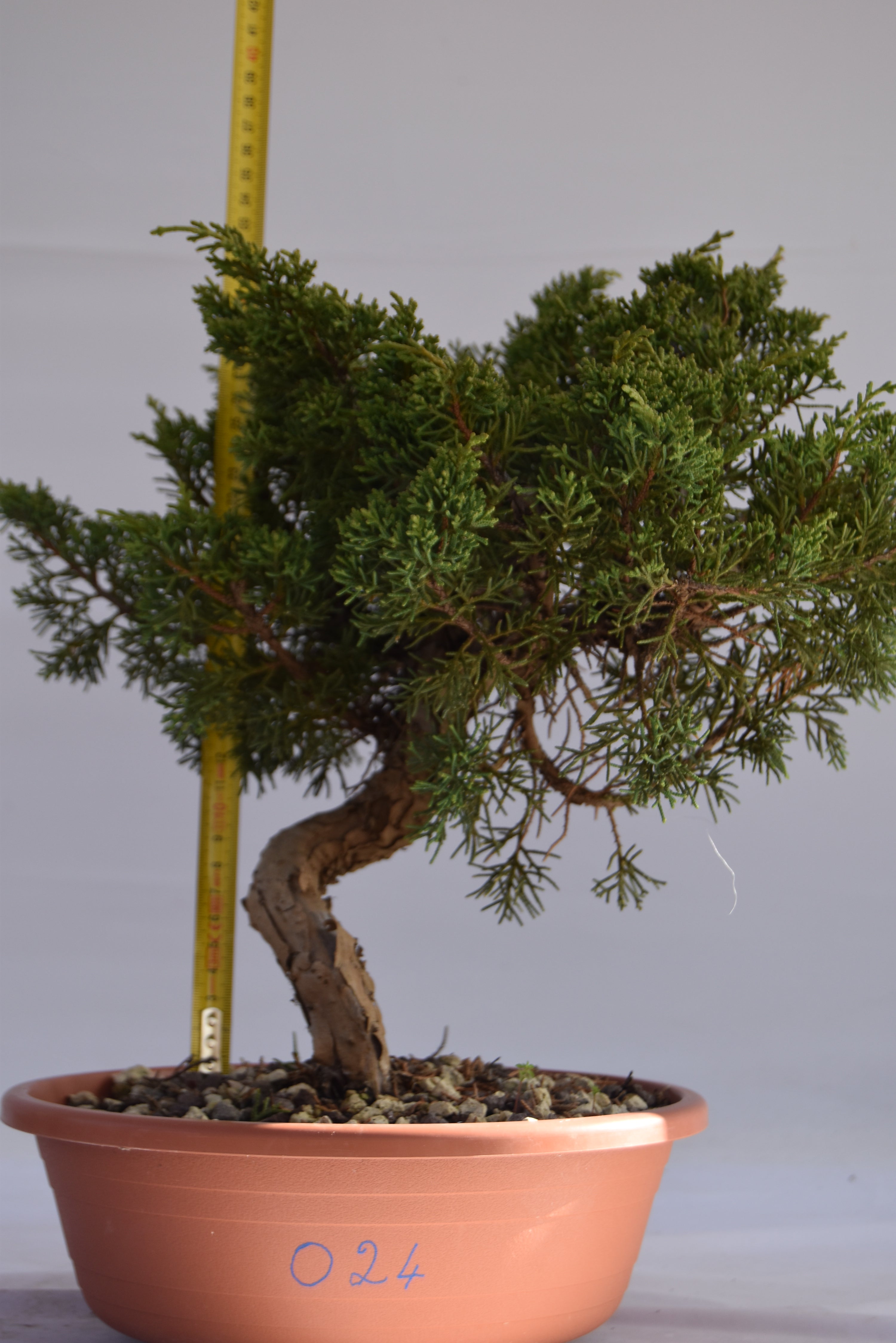 Ginepro kishu Prebonsai 35 cm | La Gemma del Bonsai