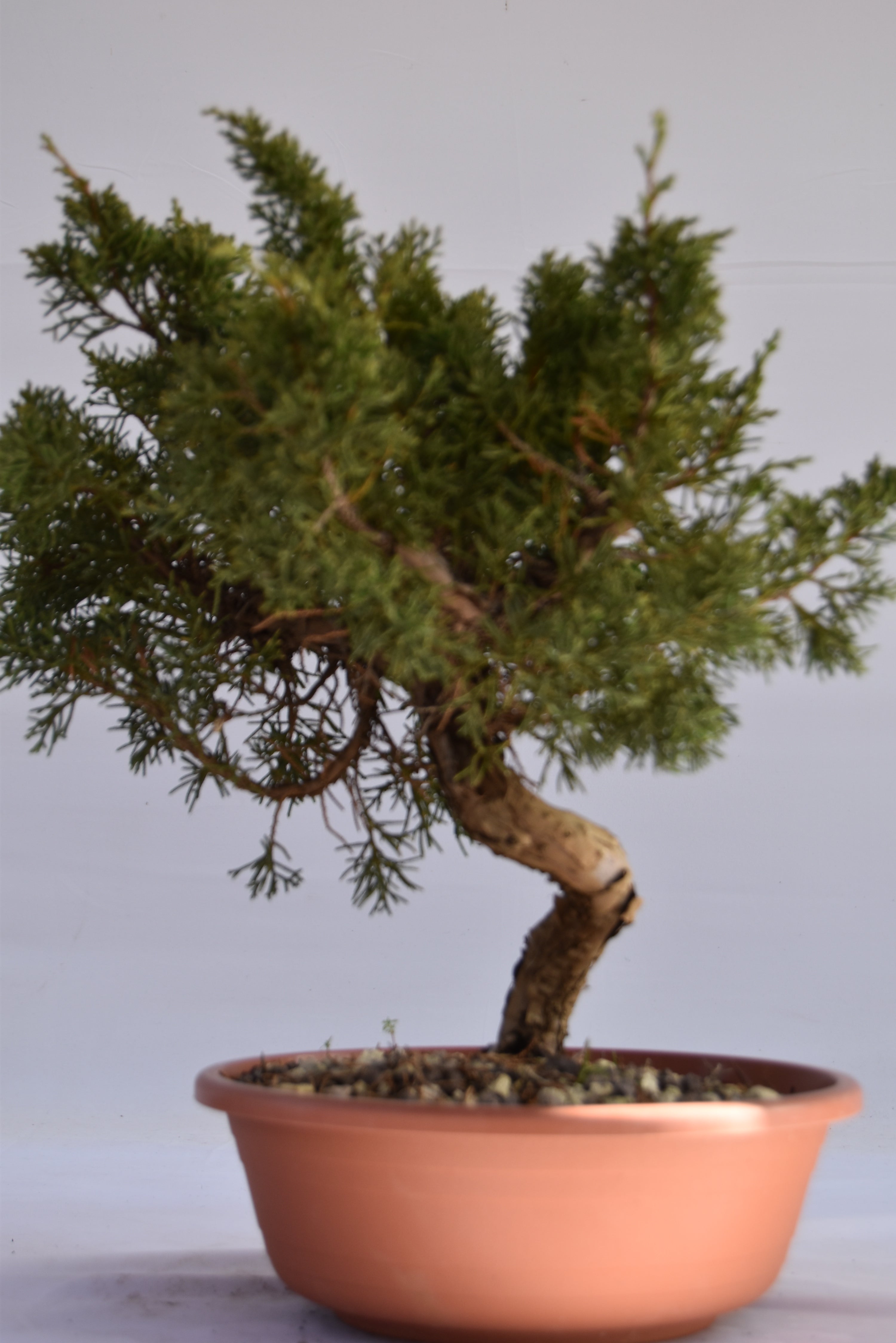Ginepro kishu Prebonsai 35 cm | La Gemma del Bonsai