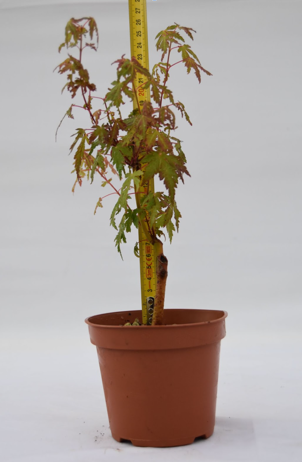 Acero Katsura giovane 27 cm: 10 pezzi | La Gemma del Bonsai