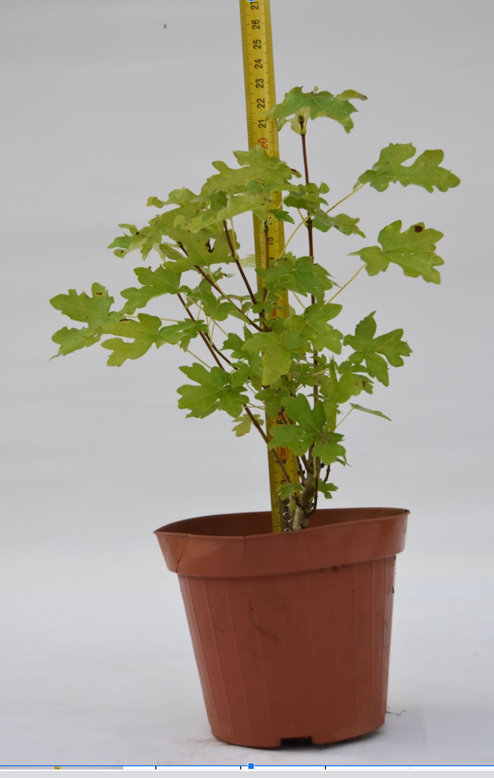 Acero campestre giovane 20 cm: 10 pezzi | La Gemma del Bonsai