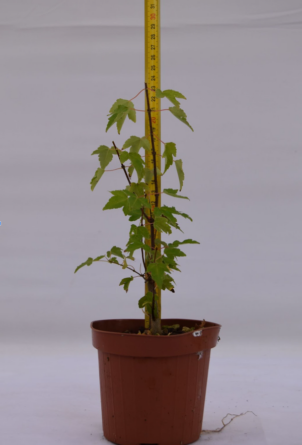 Acero tridente giovane 24 cm: 10 pezzi | La Gemma del Bonsai