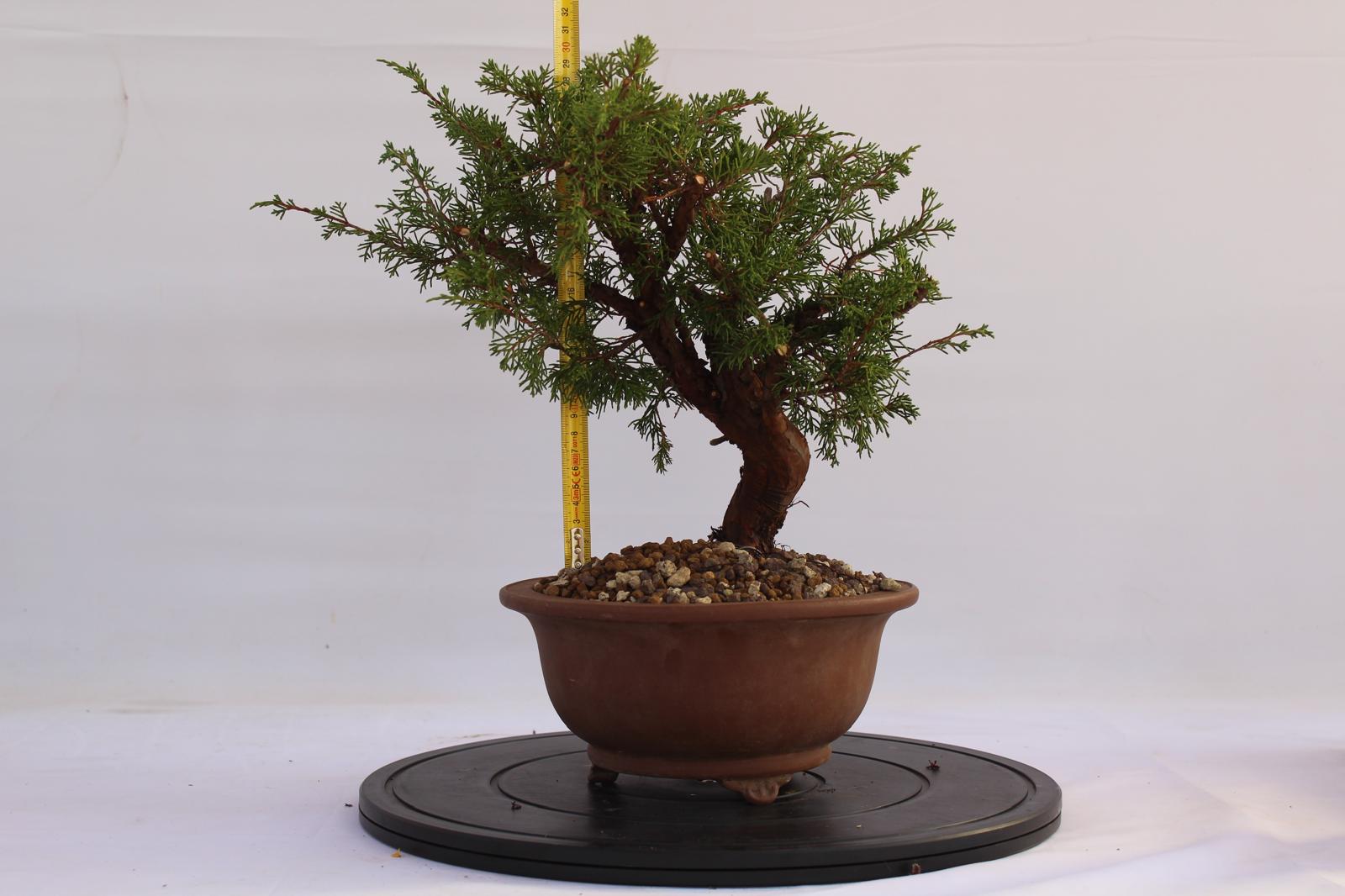 Bonsai Ginepro Itoigawa 31 cm | La Gemma del Bonsai
