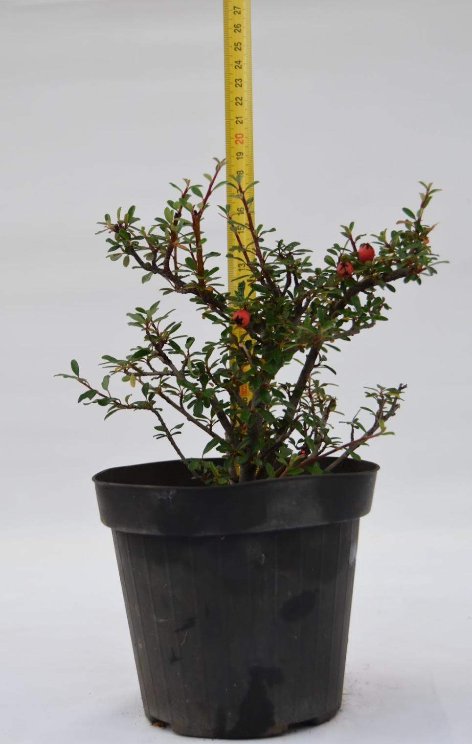 Cotoneaster foglia piccola allungata 19 cm: 10 pezzi | La Gemma del Bonsai