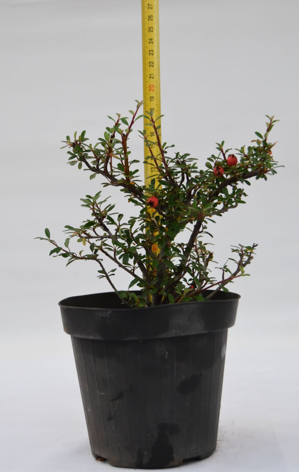 Cotoneaster foglia piccola allungata 19 cm: 10 pezzi | La Gemma del Bonsai