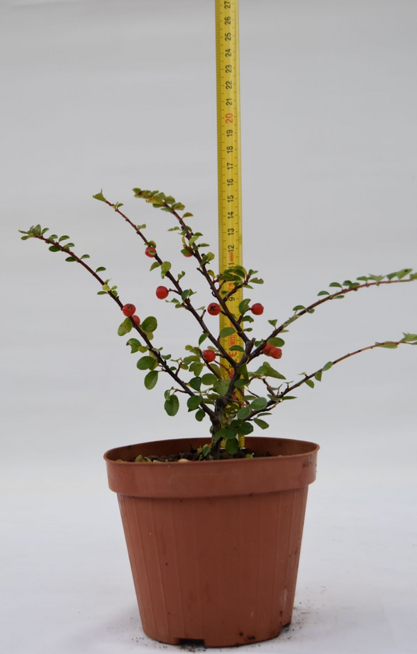 Cotoneaster foglia tonda 16 cm: 10 pezzi | La Gemma del Bonsai