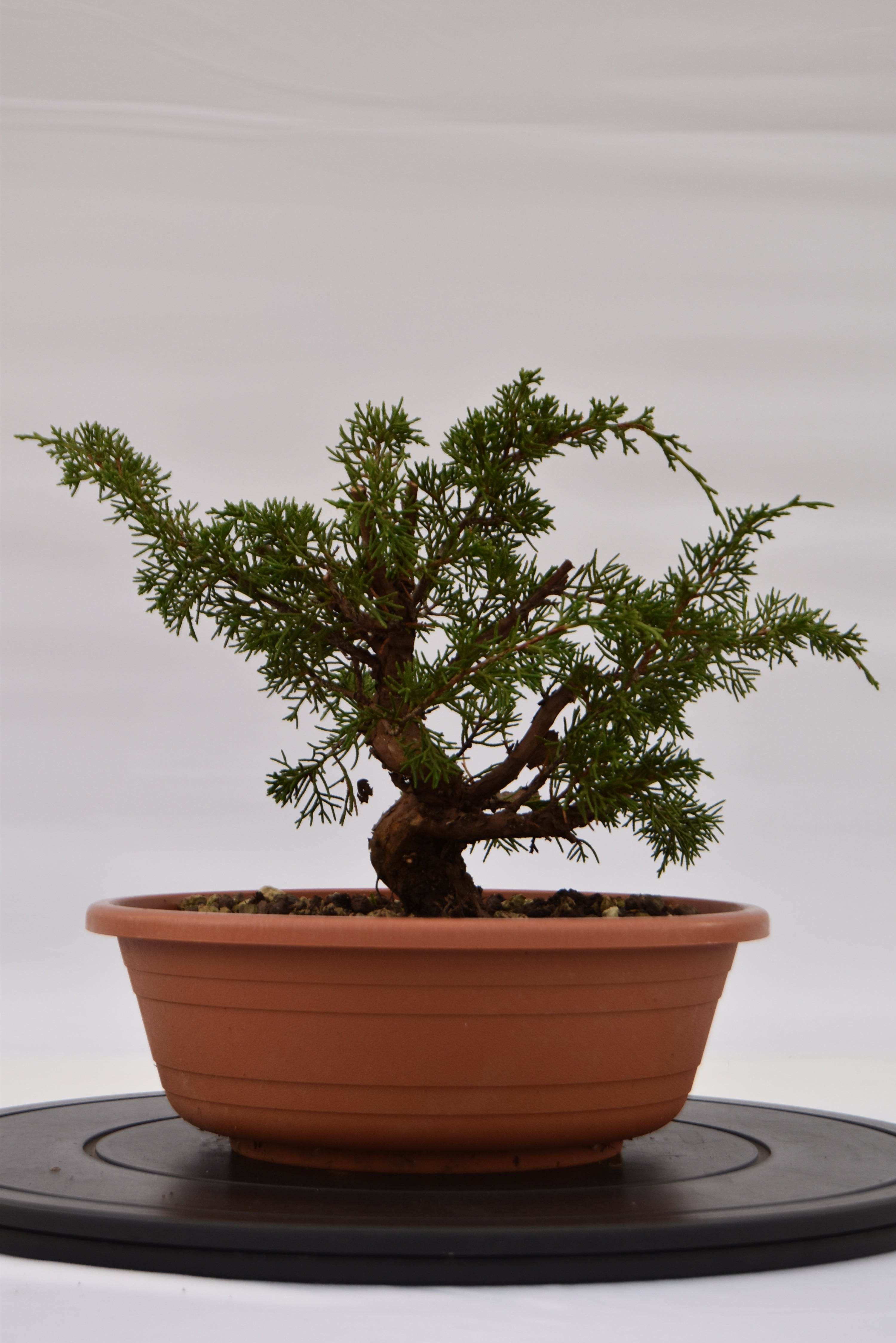 Ginepro Itoigawa €120 | La Gemma del bonsai