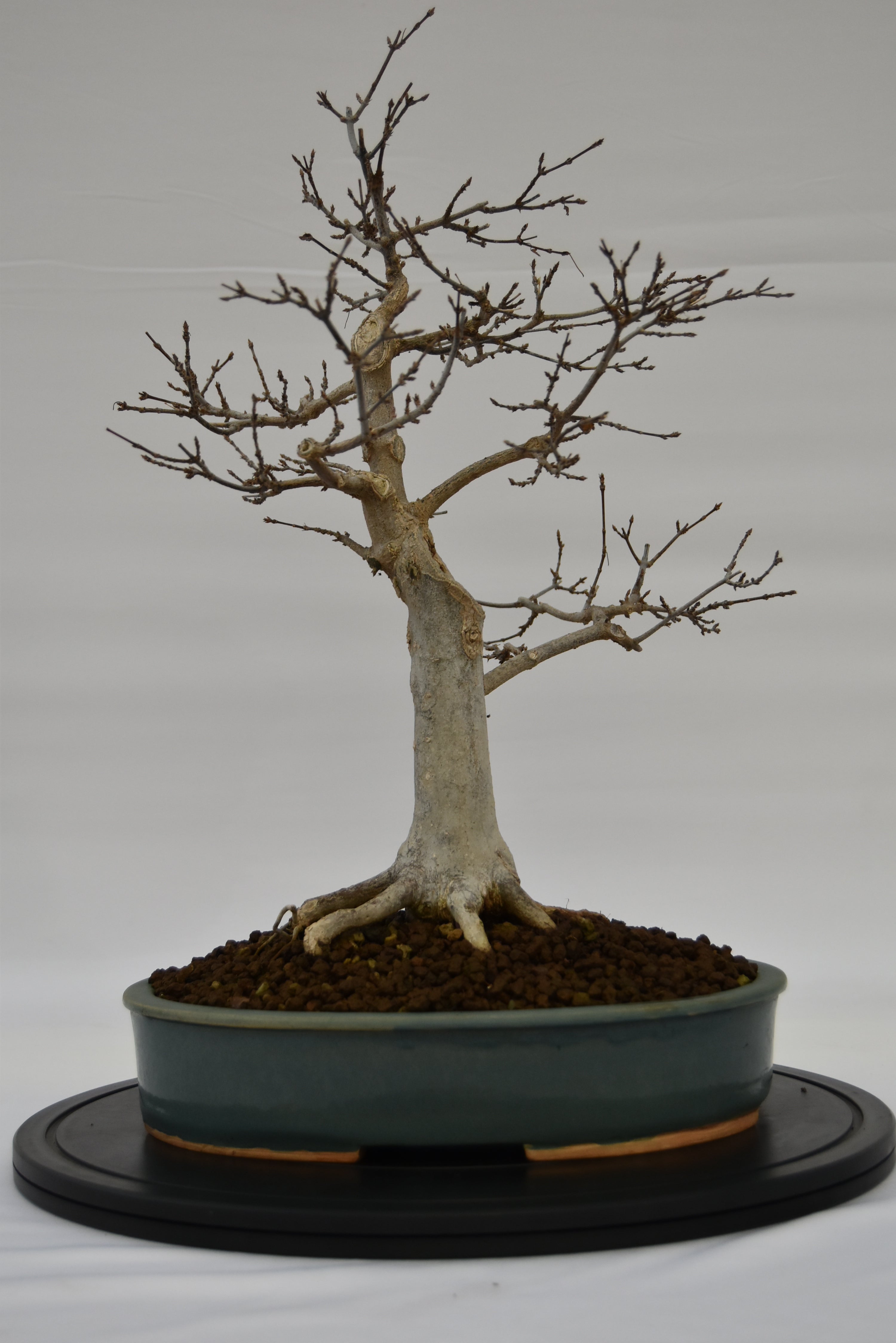 Acero Tridente € 450 | La Gemma del bonsai