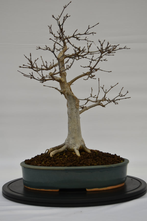 Acero Tridente € 450 | La Gemma del bonsai