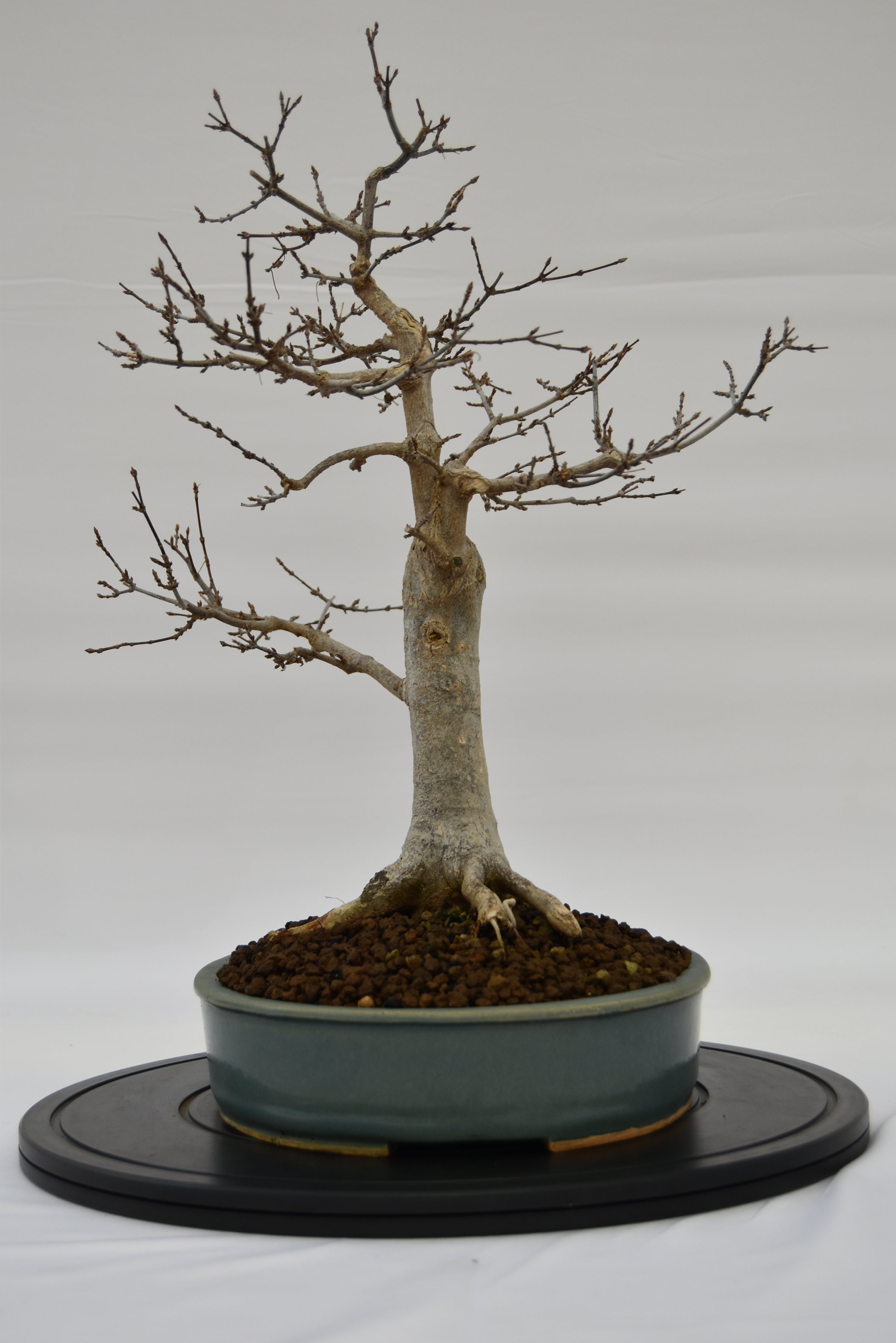 Acero Tridente € 450 | La Gemma del bonsai