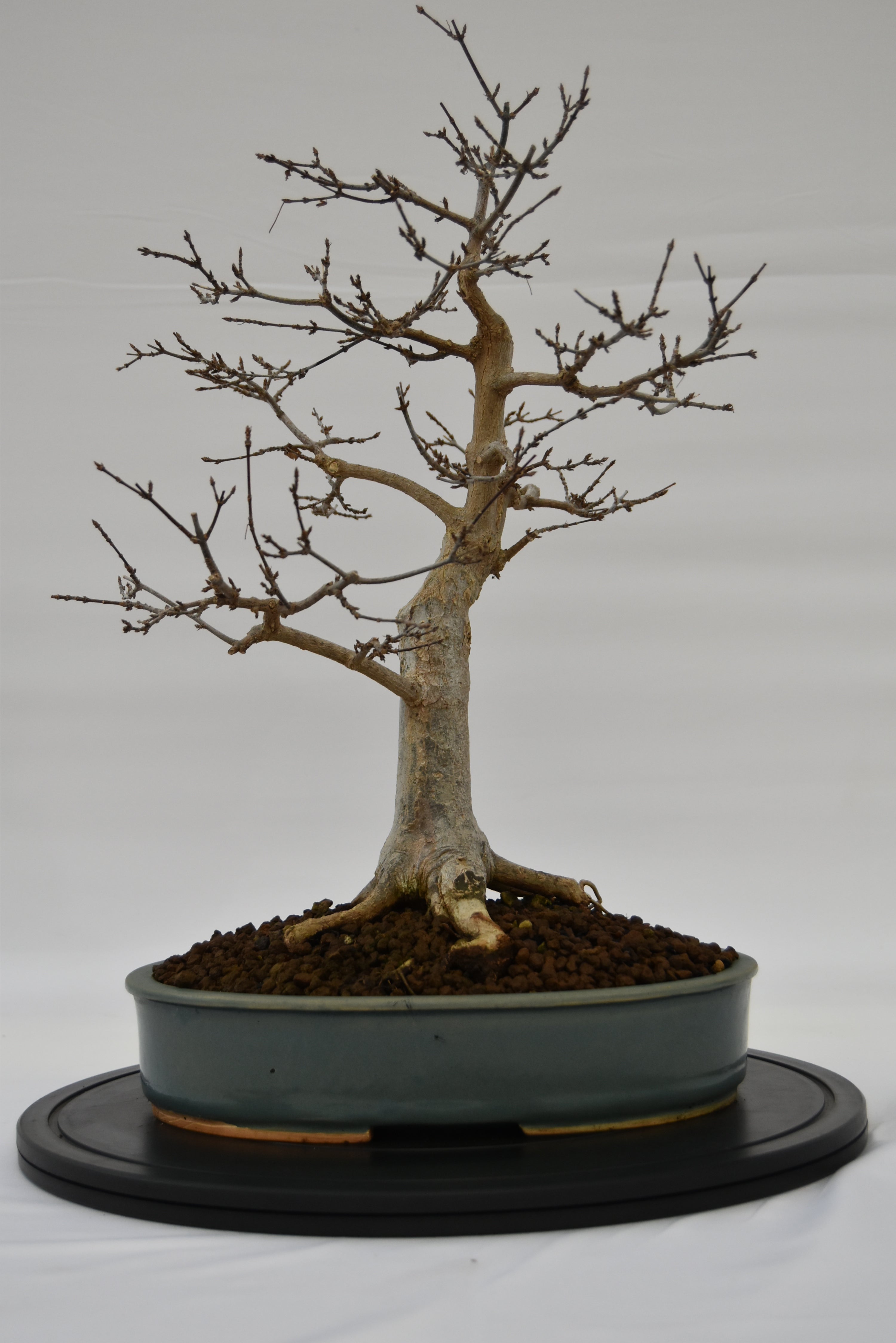 Acero Tridente € 450 | La Gemma del bonsai