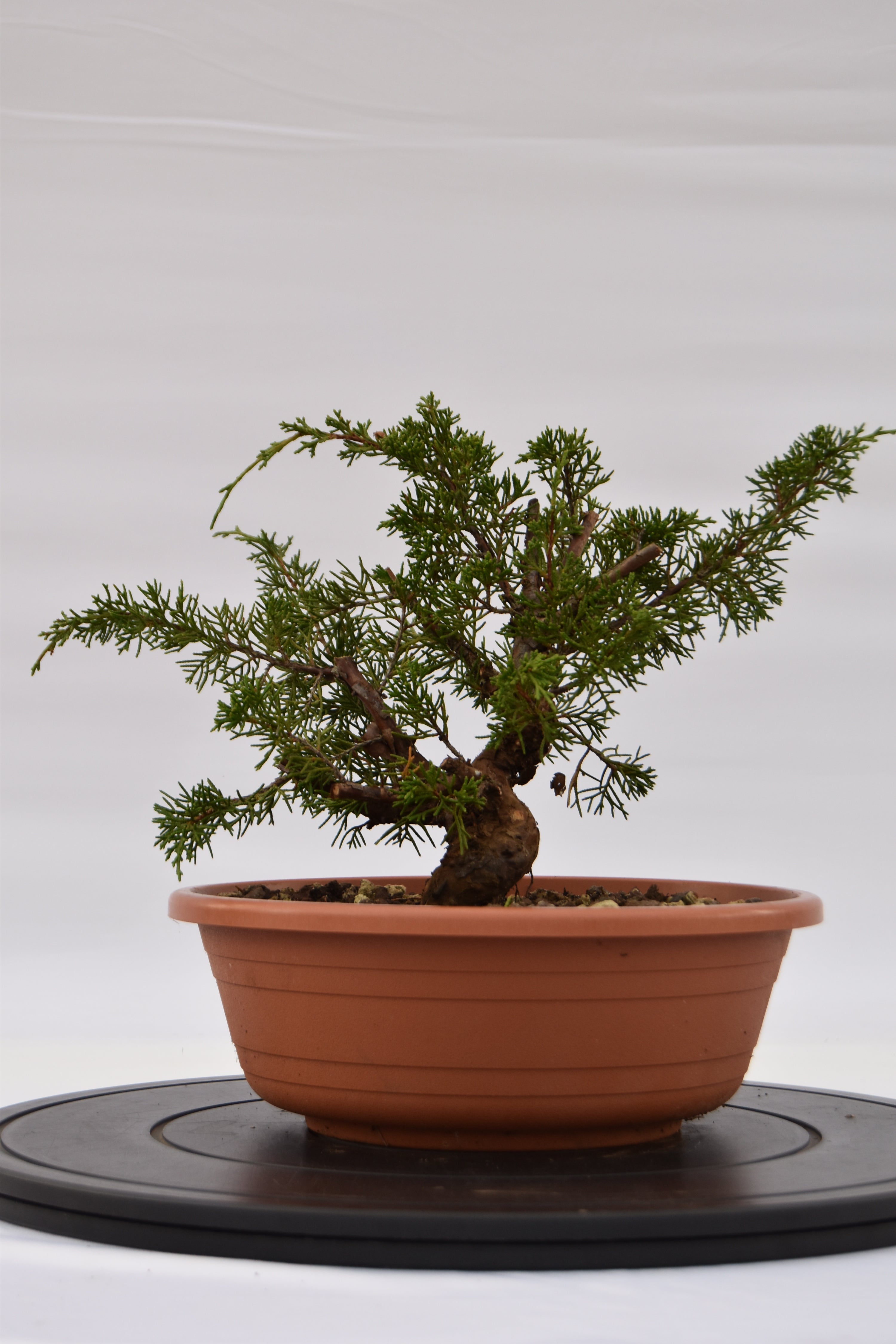 Ginepro Itoigawa €120 | La Gemma del bonsai