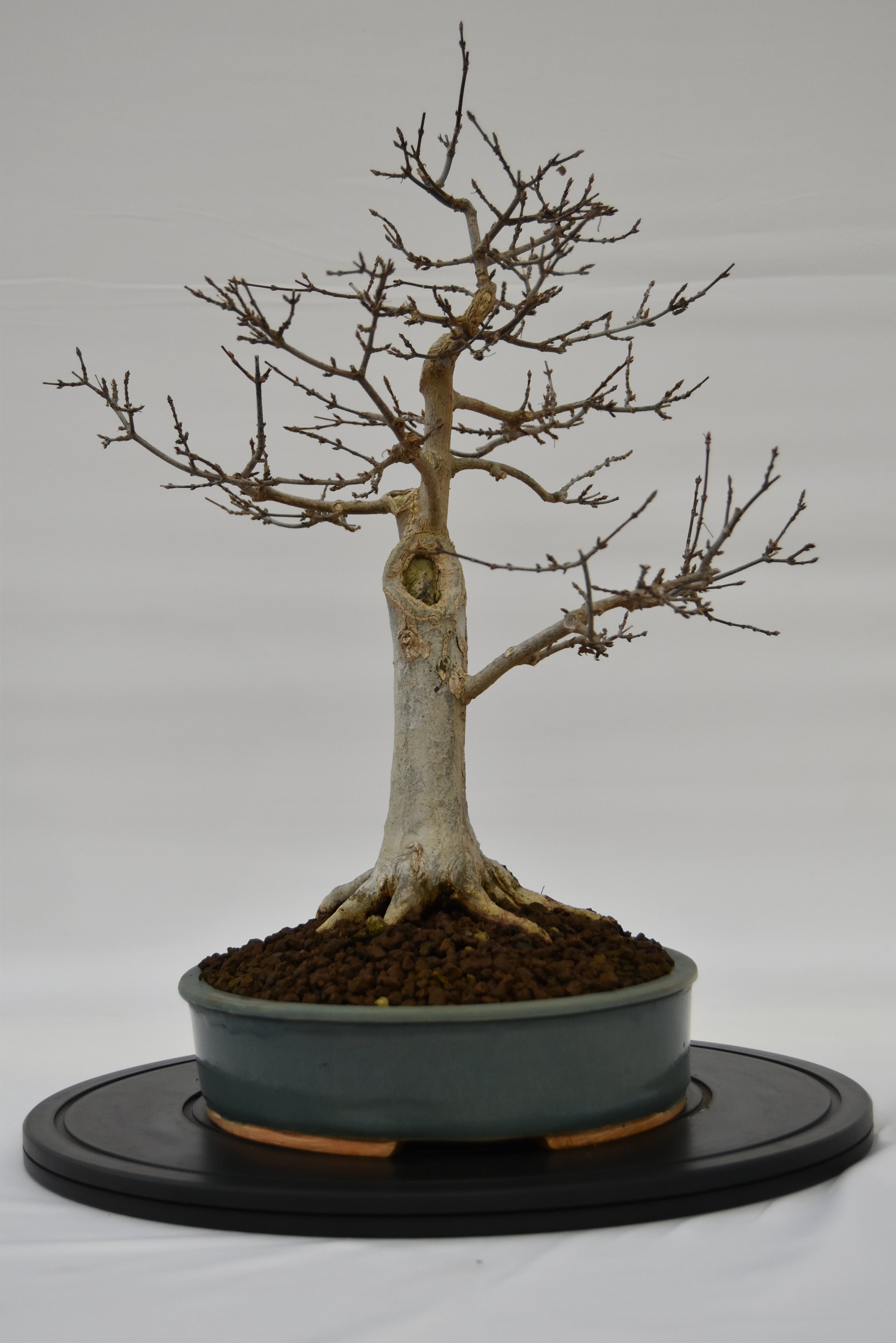 Acero Tridente € 450 | La Gemma del bonsai