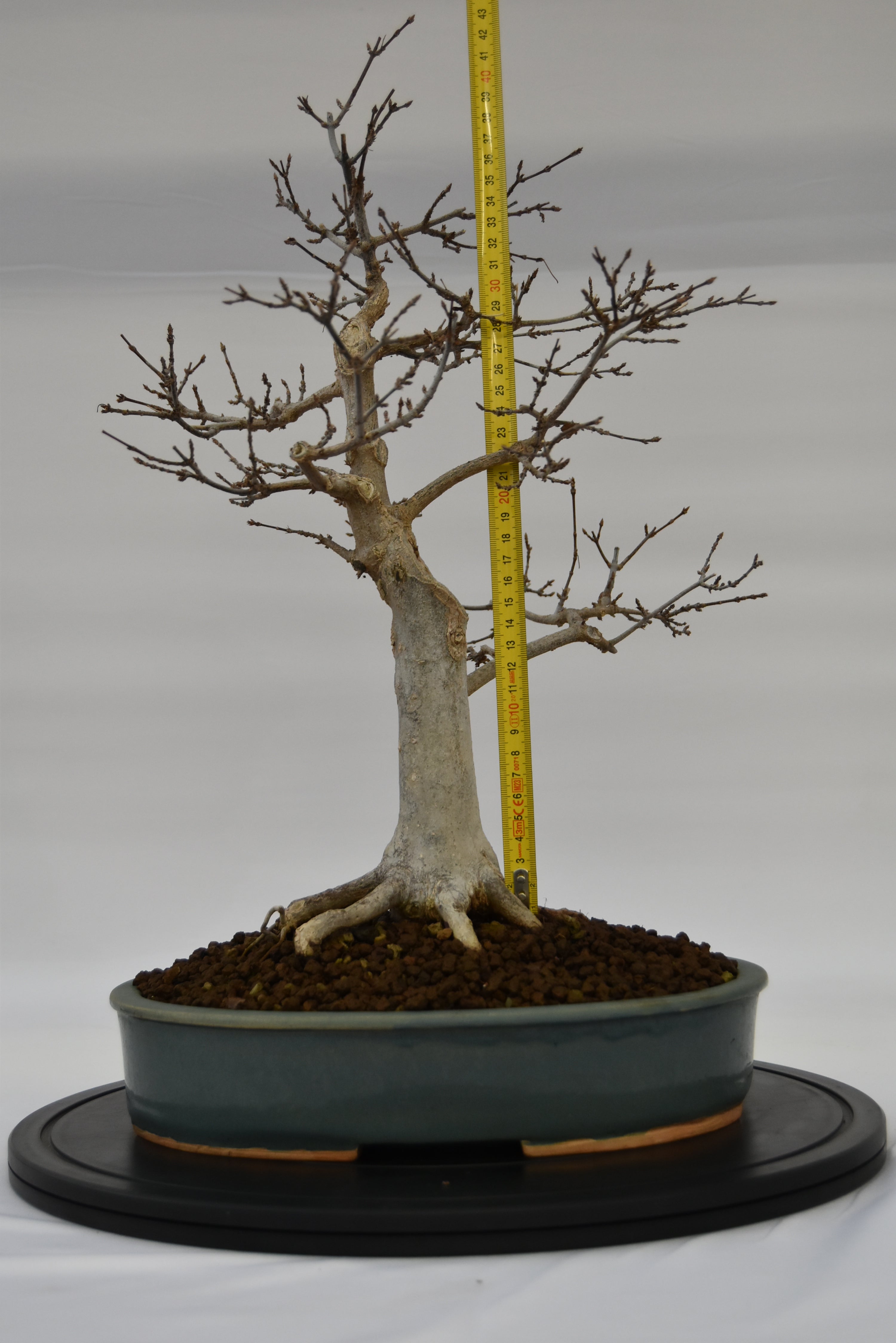 Acero Tridente € 450 | La Gemma del bonsai