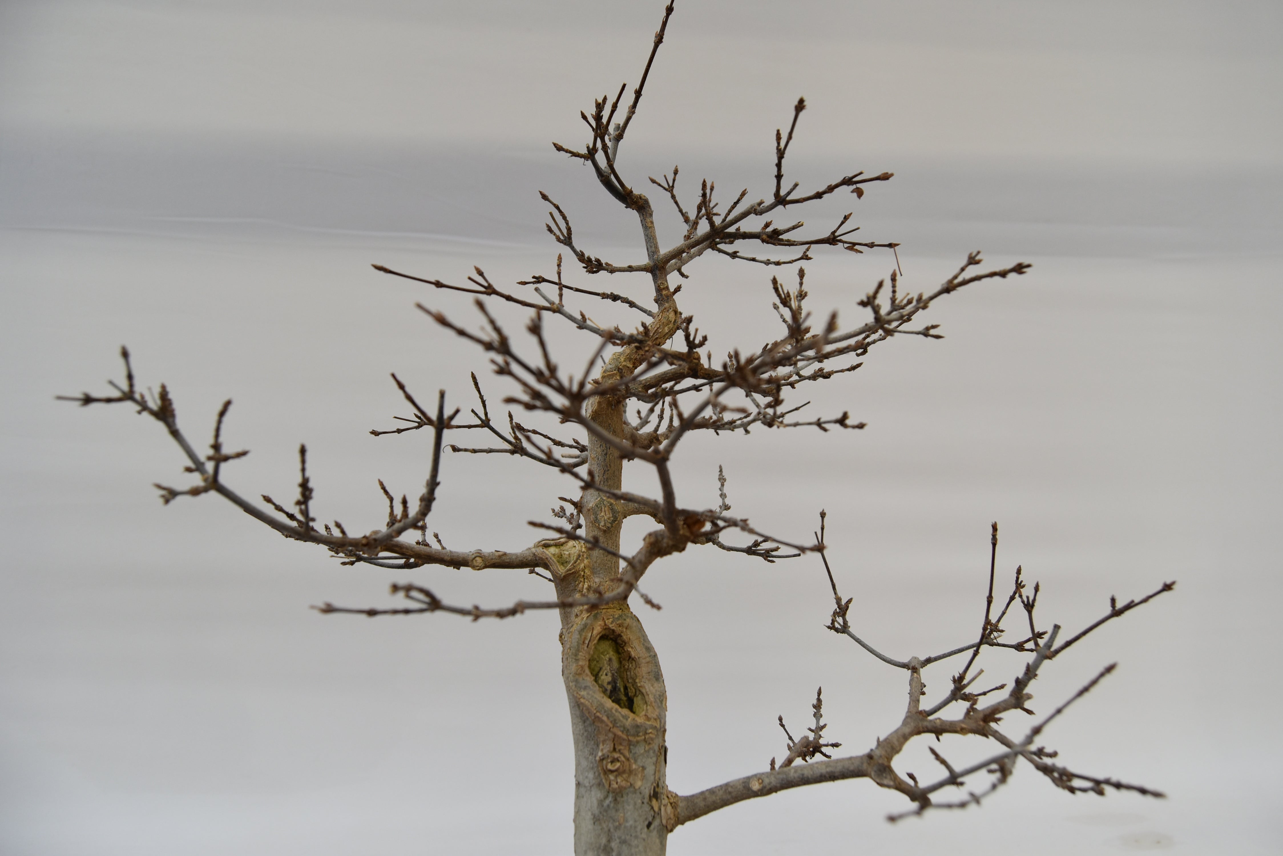 Acero Tridente € 450 | La Gemma del bonsai