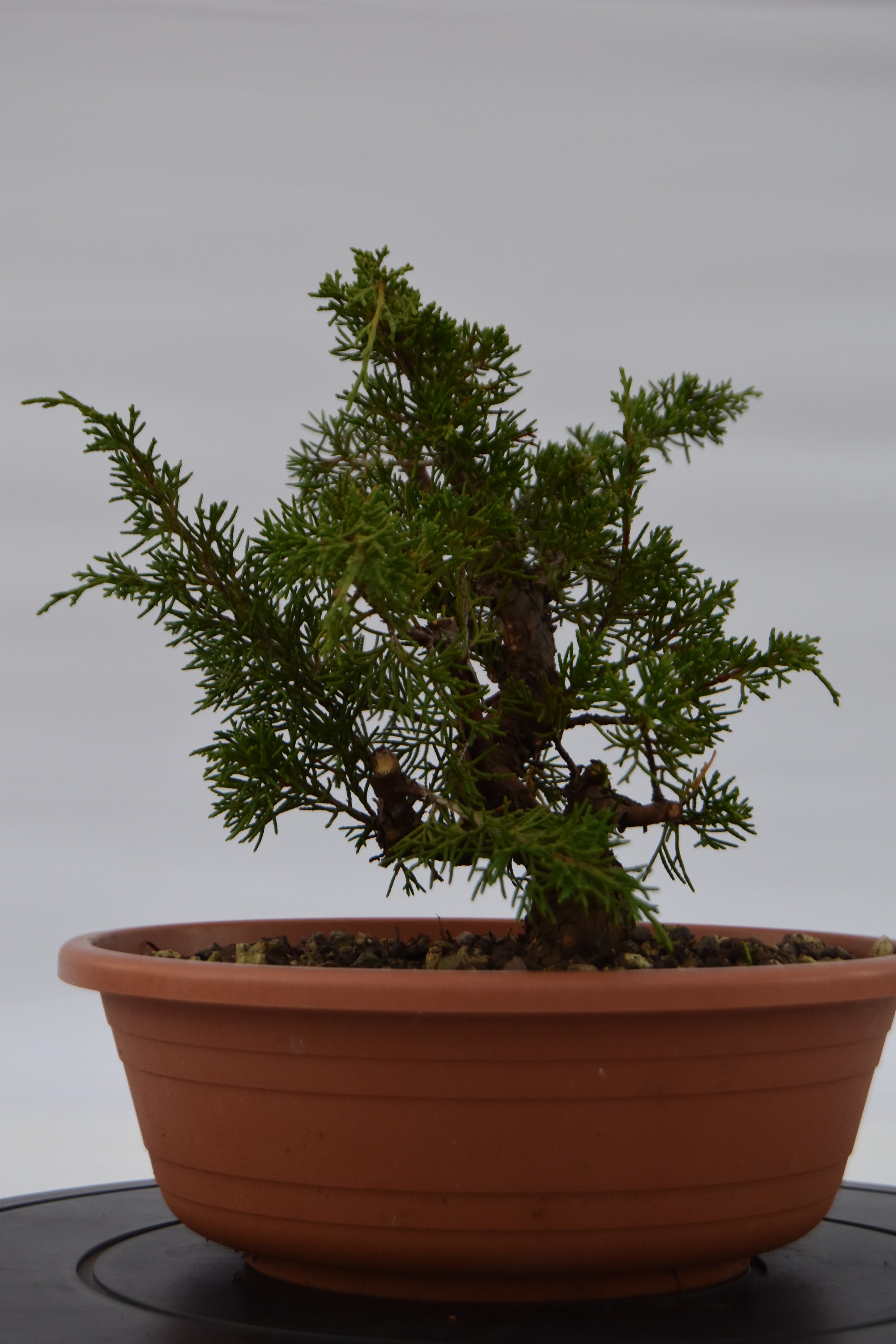 Ginepro Itoigawa €120 | La Gemma del bonsai