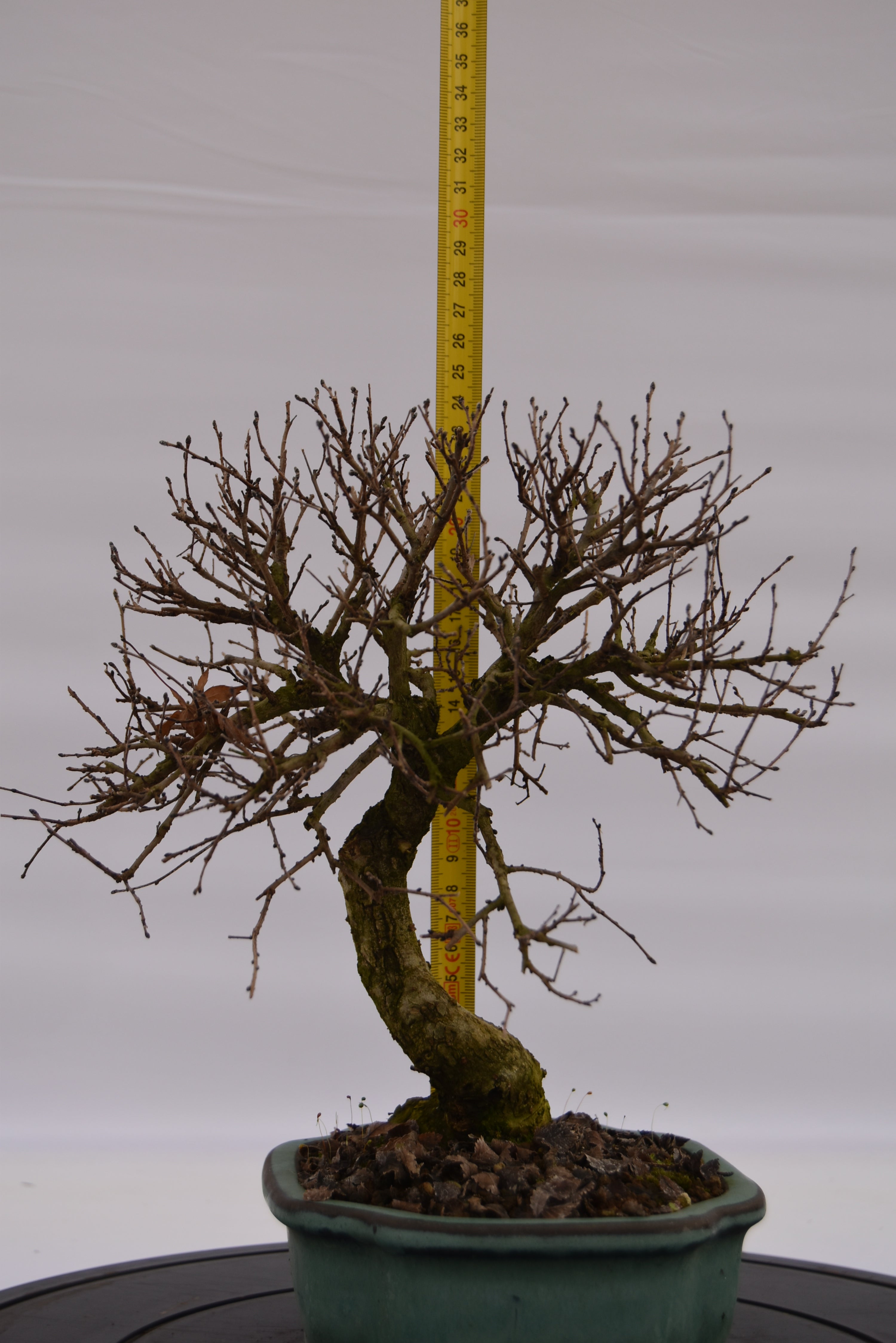 Olmo Campestre € 180 | La Gemma del bonsai