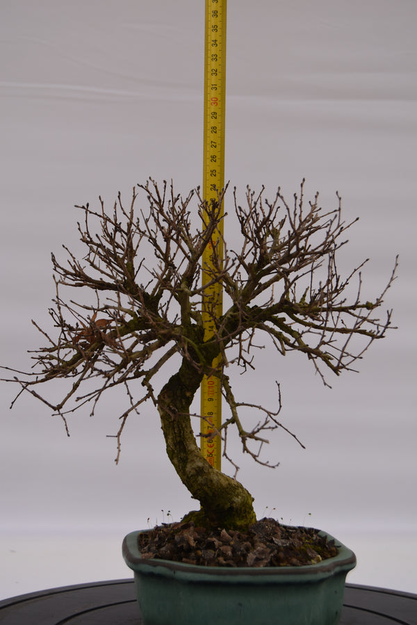 Olmo Campestre € 180 | La Gemma del bonsai
