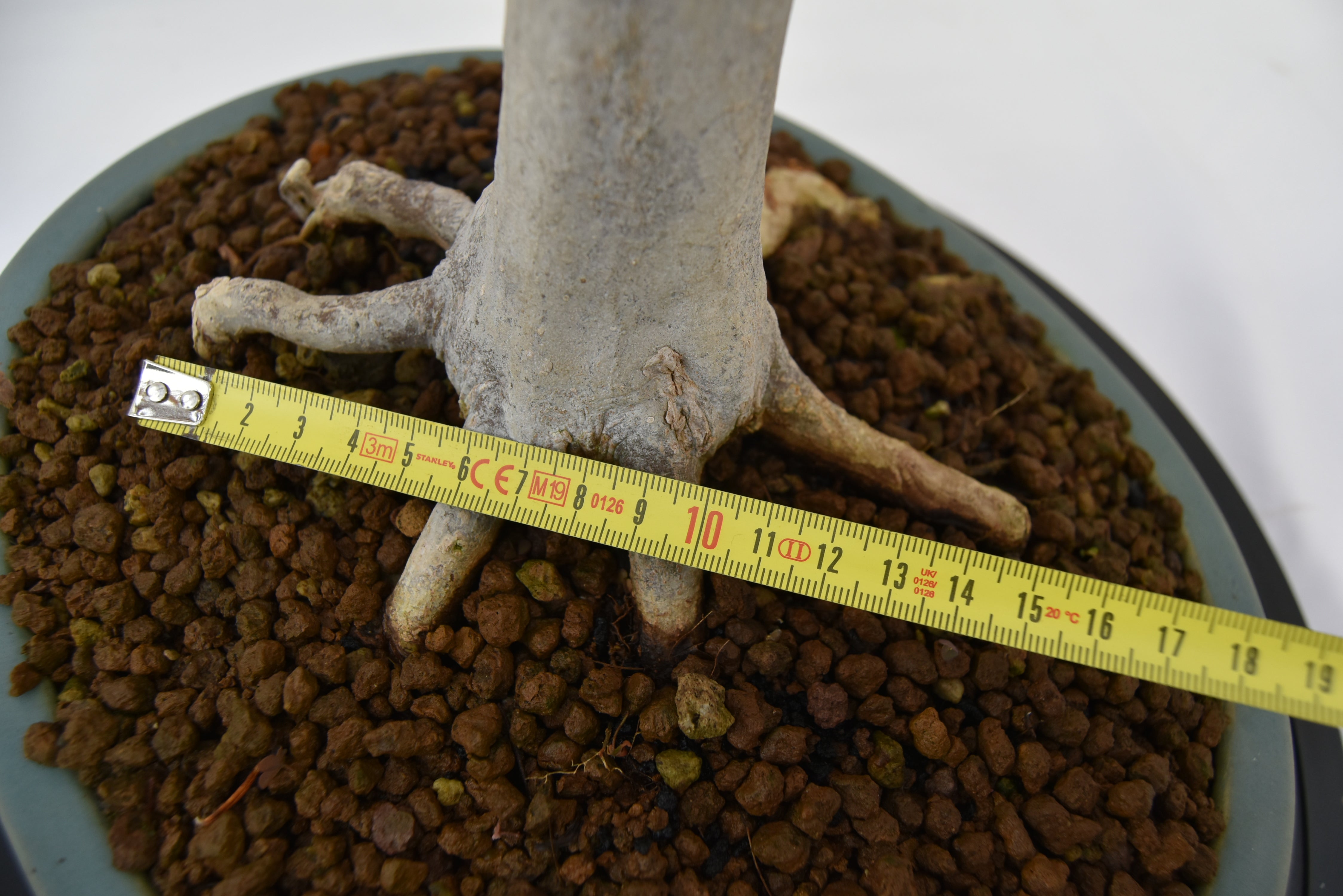 Acero Tridente € 450 | La Gemma del bonsai
