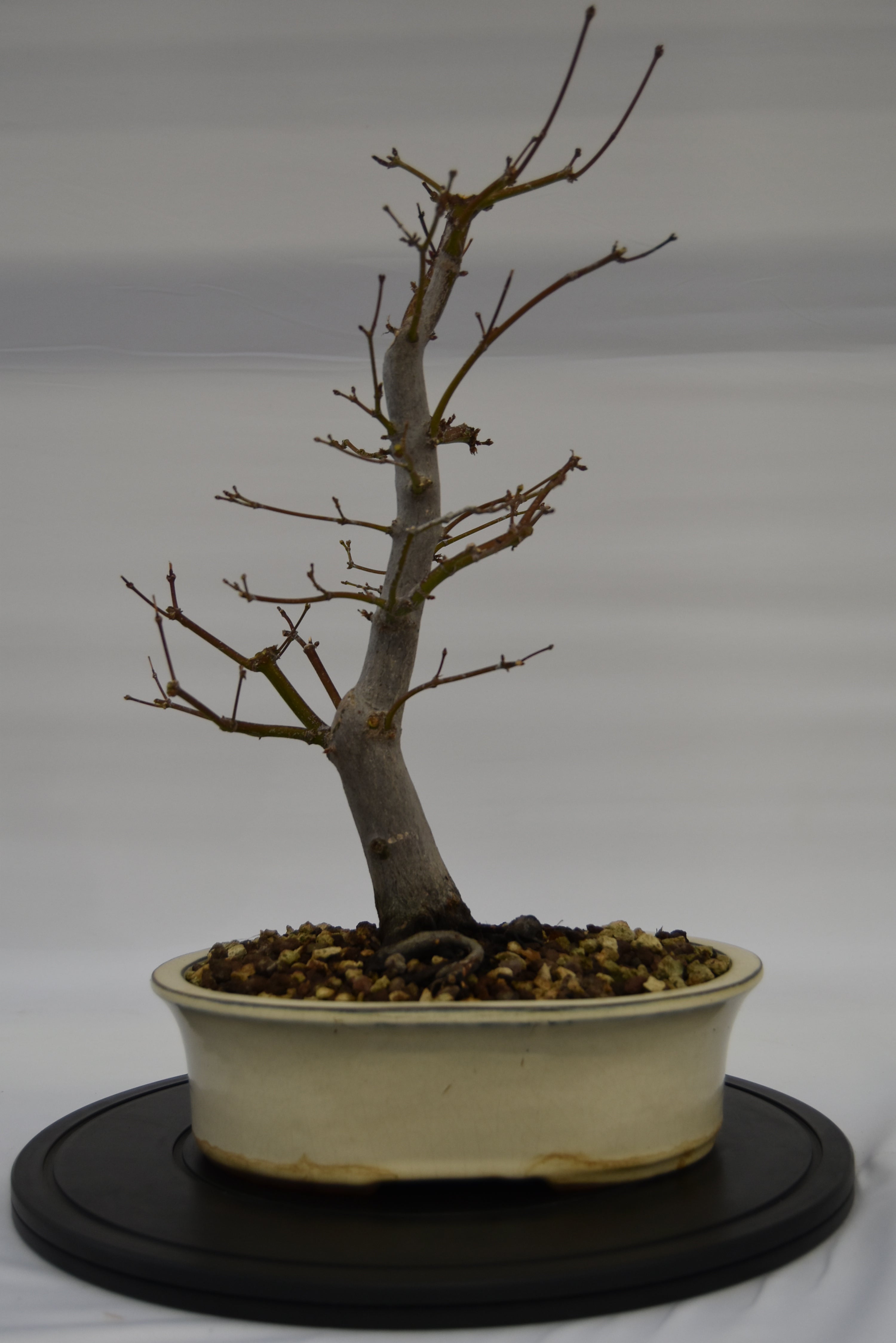 Acero Atropurpureum € 240 | La Gemma del bonsai
