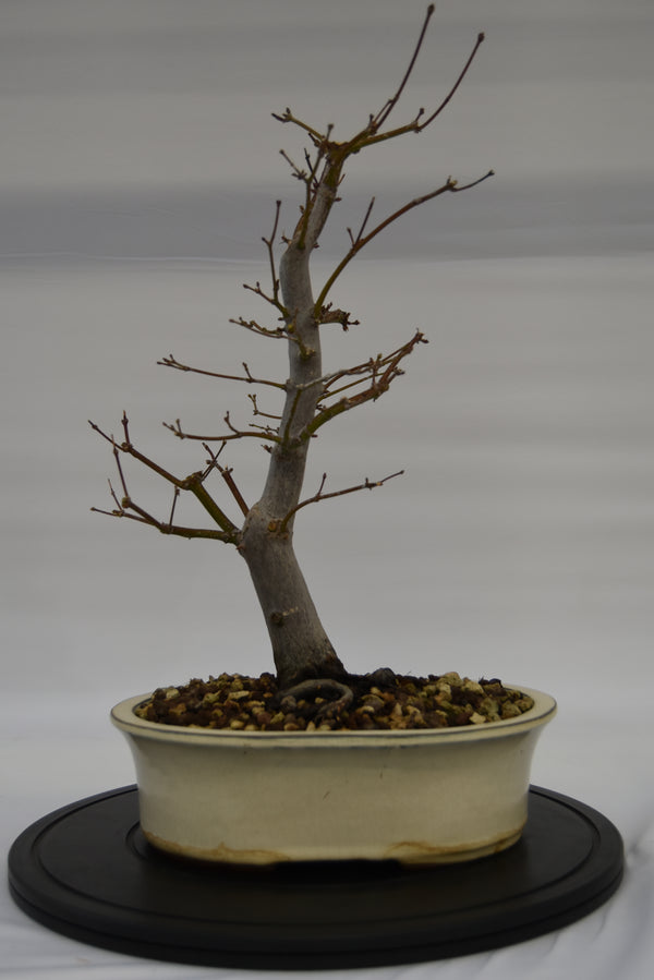 Acero Atropurpureum € 240 | La Gemma del bonsai
