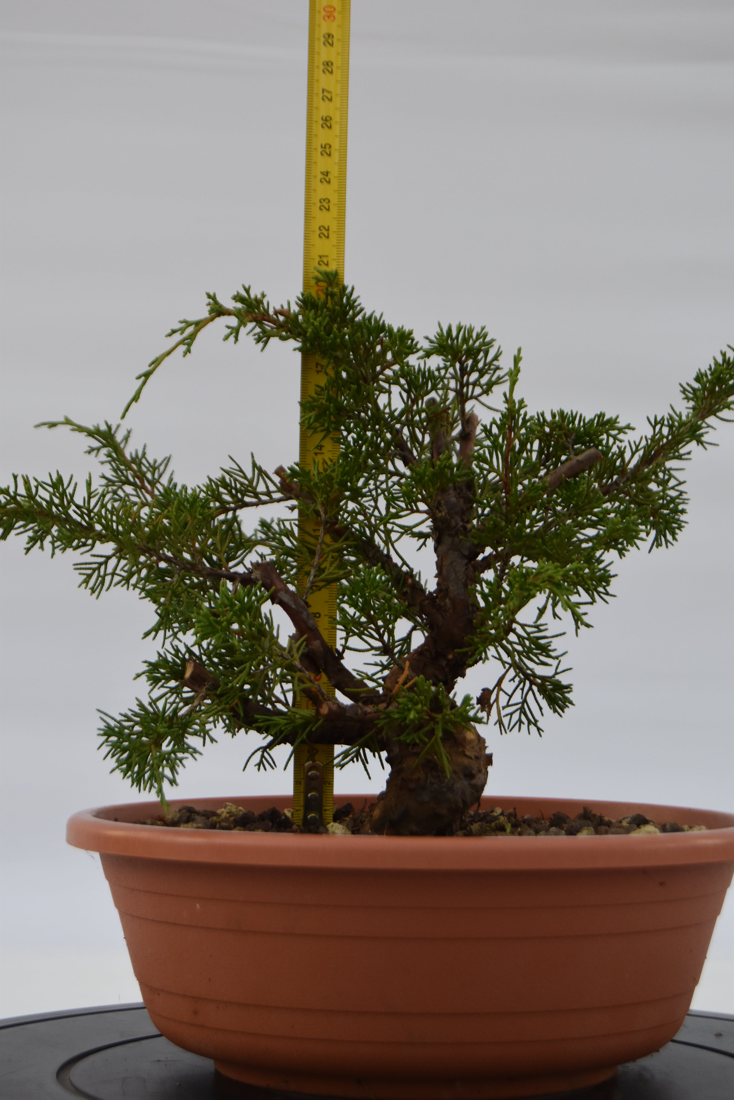 Ginepro Itoigawa €120 | La Gemma del bonsai