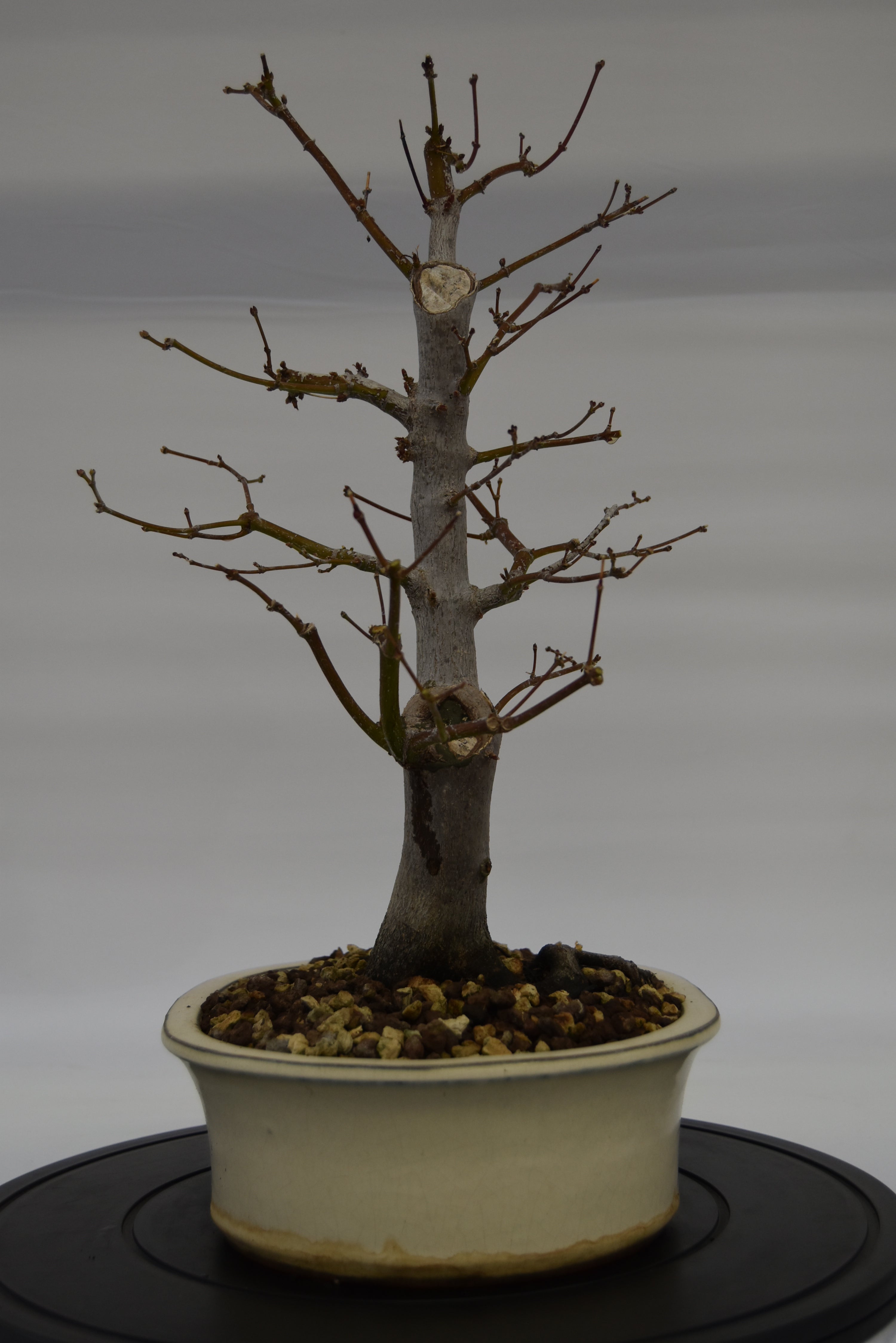 Acero Atropurpureum € 240 | La Gemma del bonsai