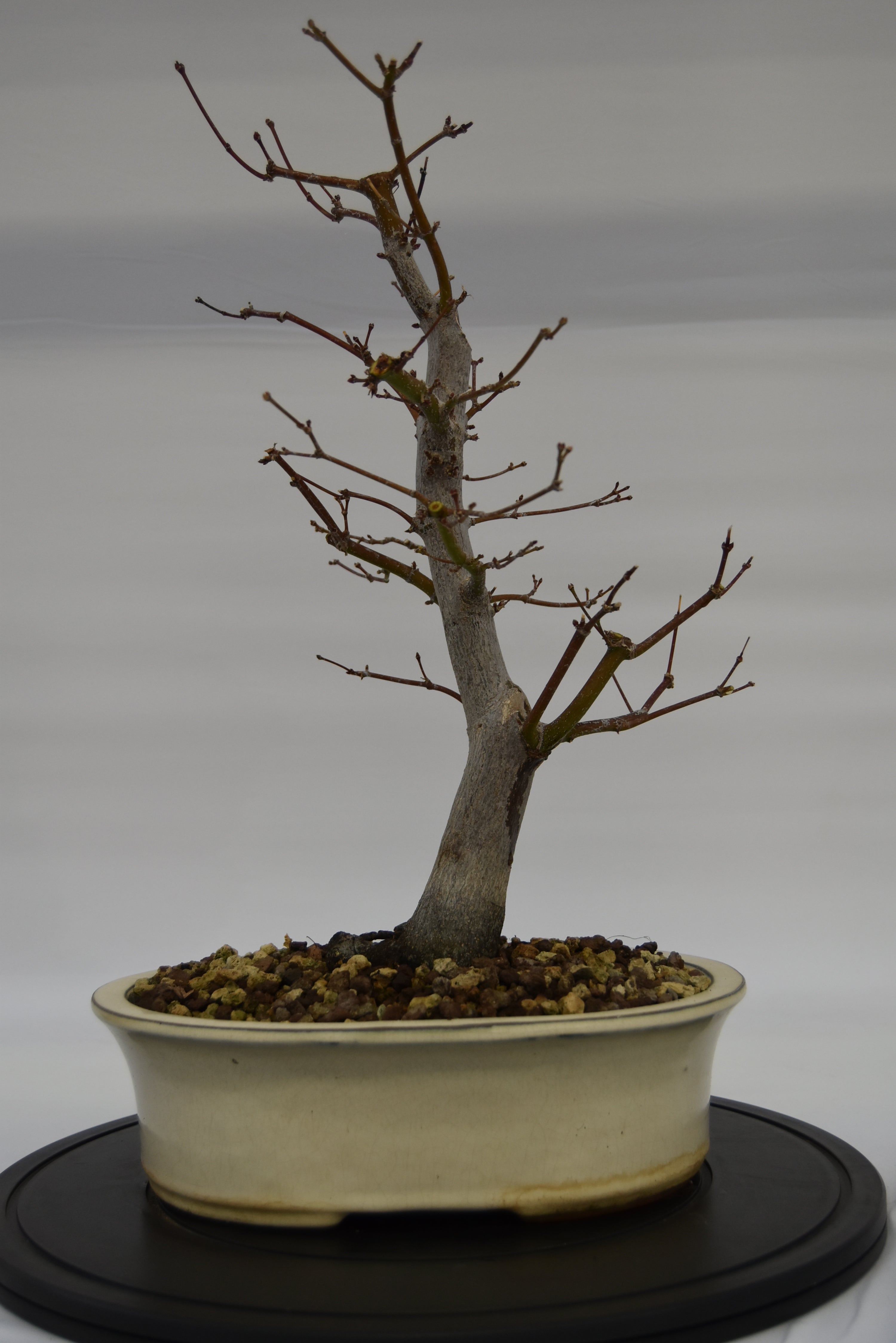 Acero Atropurpureum € 240 | La Gemma del bonsai